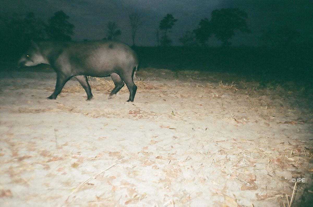 Tapir