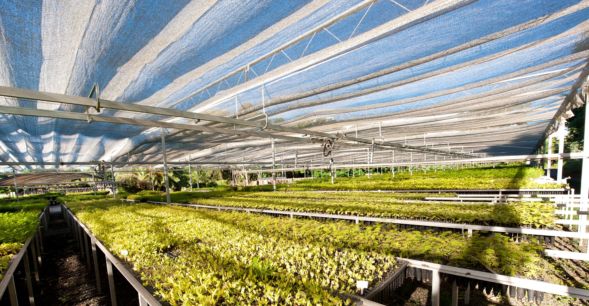 Seedlings in the nursery. © AES