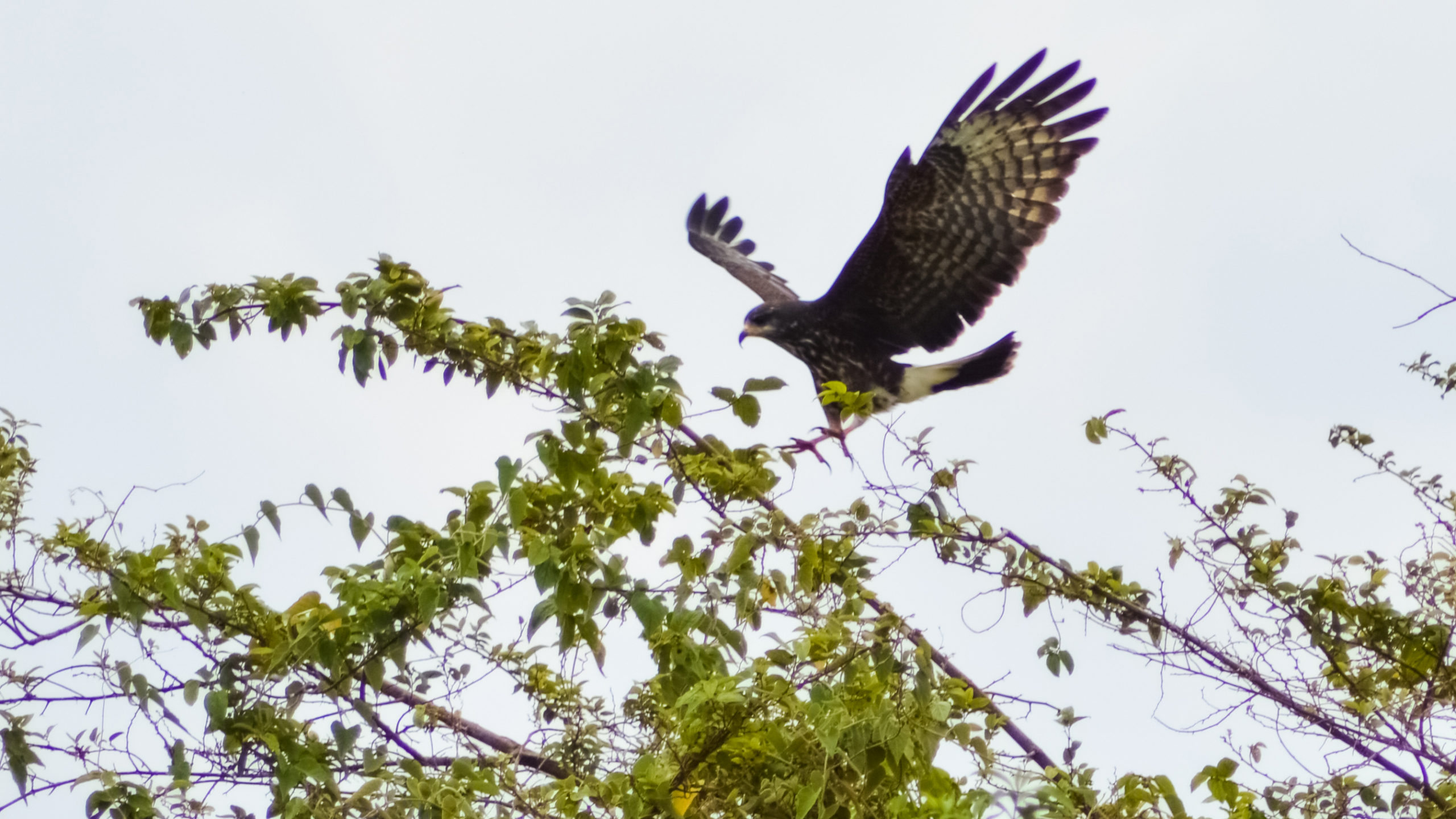 It’s also home to over 400 bird species, of which 18 are threatened, more than 40 amphibian species, and several endangered or vulnerable tree species. © Bruno Francisco