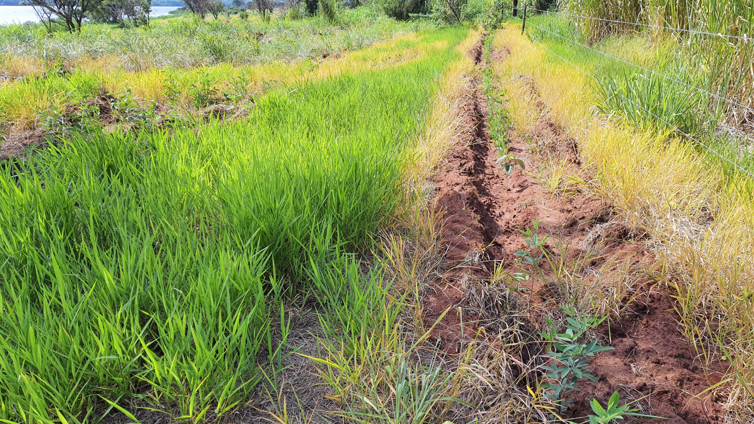 In Brazil, invasive grasses and leaf-cutter ants are two major obstacles to forest restoration, and they are usually controlled with herbicides and insecticides. While it is possible to control them with a fully organic approach, it is extremely laborious and difficult to do on a large scale. © WeForest
