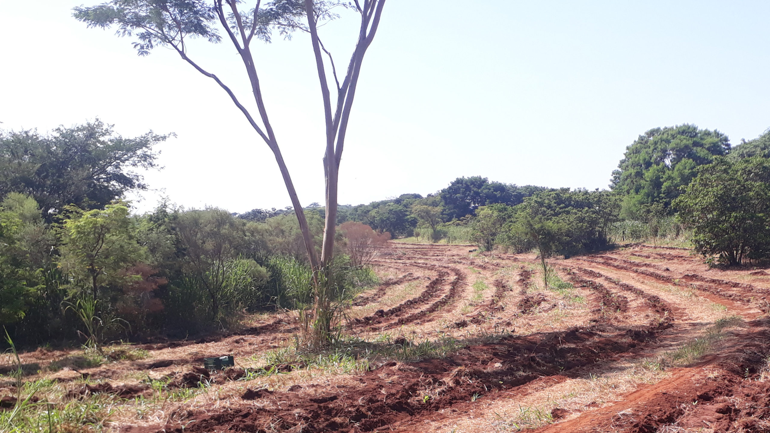 The Brazilian Forest Code aims to protect rivers, soils and forests on private lands. Unfortunately, the code is not always adhered to, often because of a lack of financial and technical capacity. © WeForest