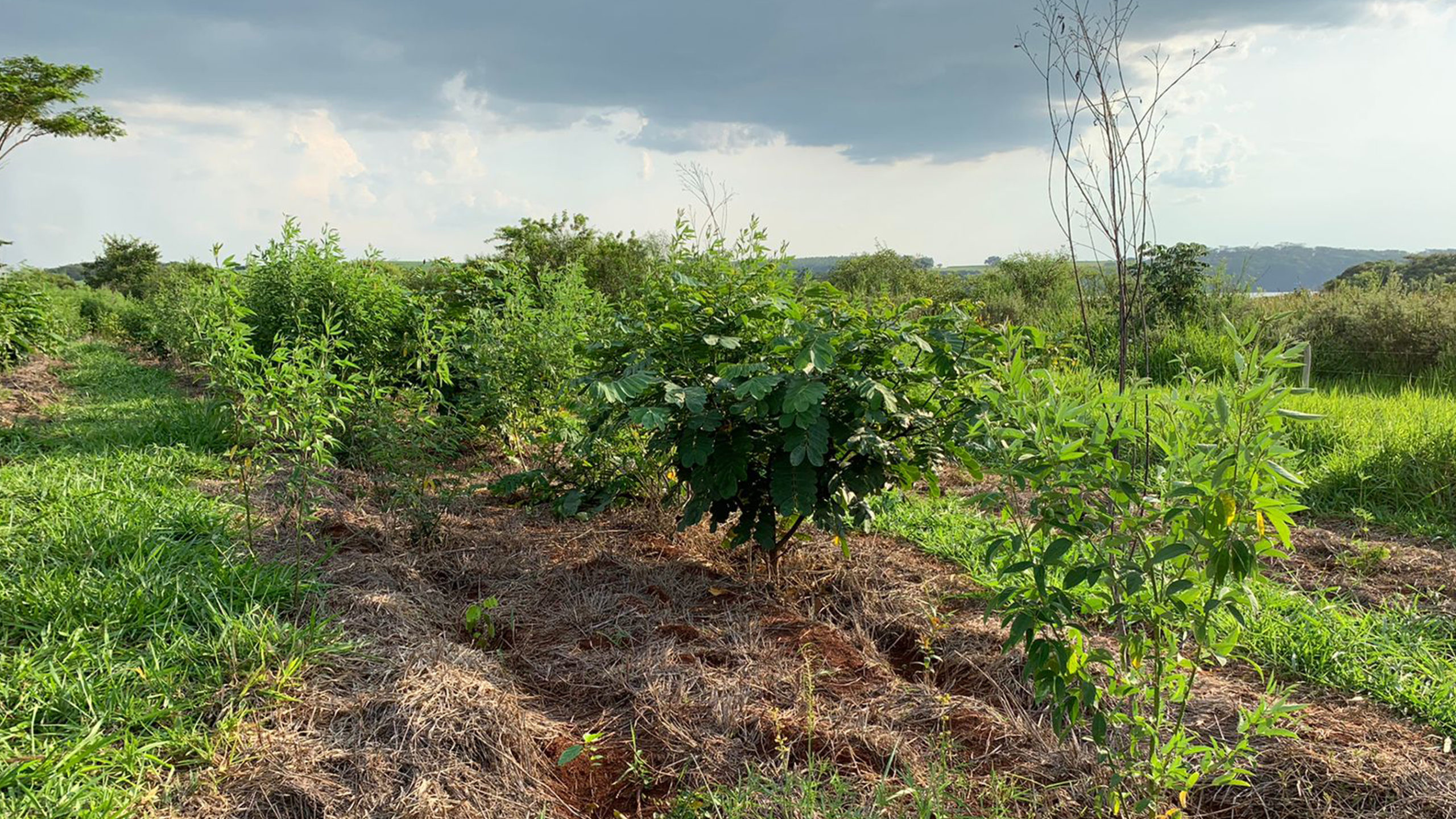 The project serves as the perfect opportunity to experiment with ways to reduce or eliminate the use of herbicides and pesticides by testing different spatial arrangements or species combinations, and developing best practices. © WeForest