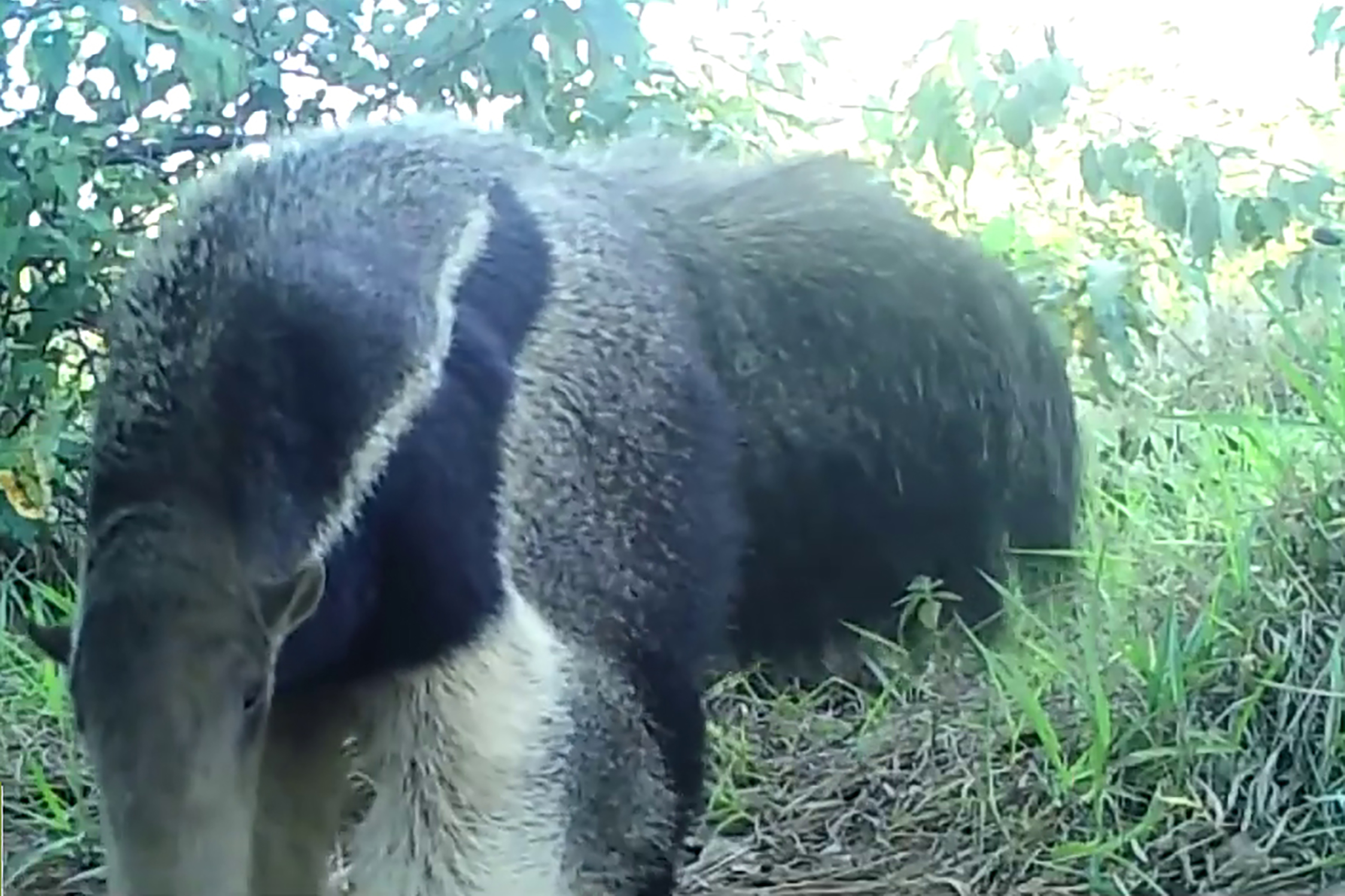 It is estimated that more than one third of giant anteaters (Myrmecophaga tridactyla) have been lost in the last decade. Fortunately, this lucky anteater is safely enjoying the benefits of restoration activities in the landscape. © IPÊ