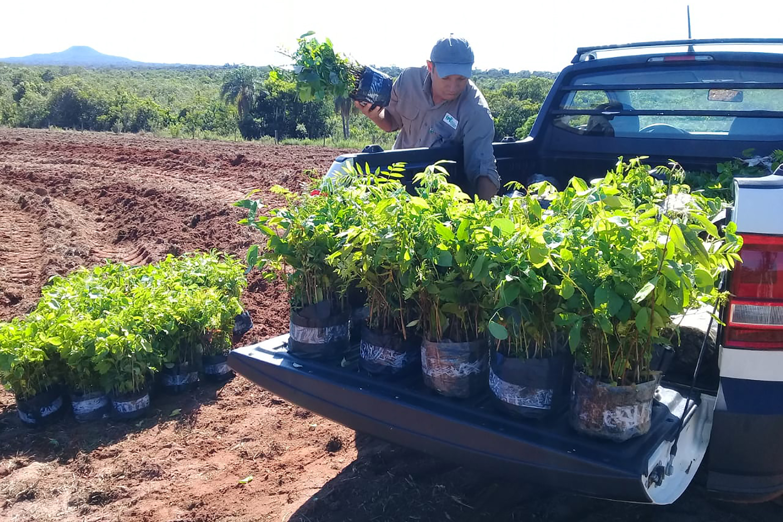 Transplanting the produced seedlings to the planting sites provides an opportunity for income. © IPÊ