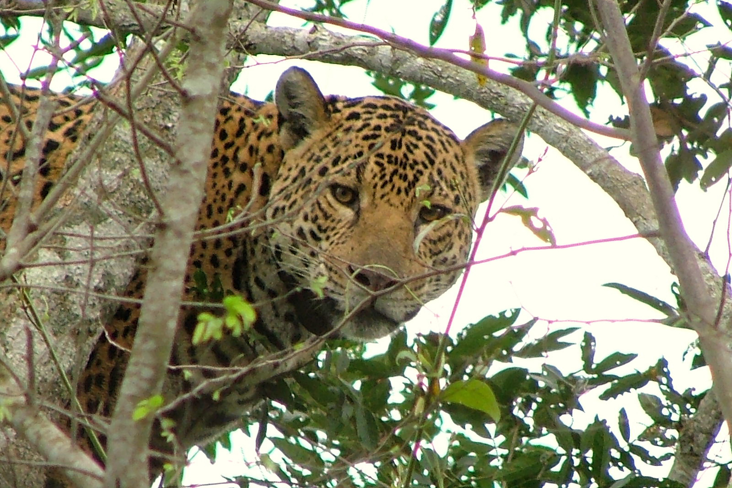 With fewer than 300 jaguars (Panthera onca) estimated to be living in the Morro do Diabo State Park area, camera trap footage of the species in the intervention area highlights the need to restore the forest habitat. © IPÊ