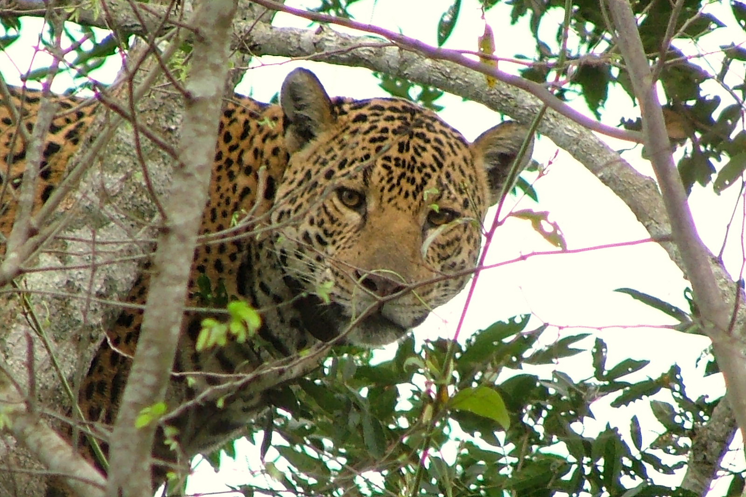 With fewer than 300 jaguars (Panthera onca) estimated to be living in the Morro do Diabo State Park area, camera trap footage of the species in the intervention area highlights the need to restore the forest habitat. © IPÊ
