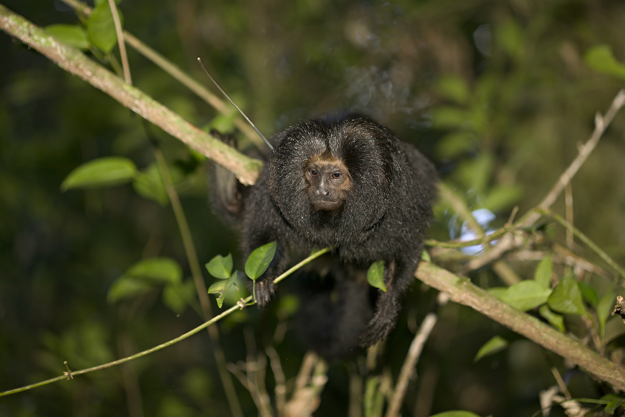 The black lion tamarin (Leontopithecus chrysopygus) is endemic to the Atlantic Forest and one of the most endangered mammals in the world. IPÊ is monitoring populations of black lion tamarin to assess the impact our efforts are having on this species. © IPÊ