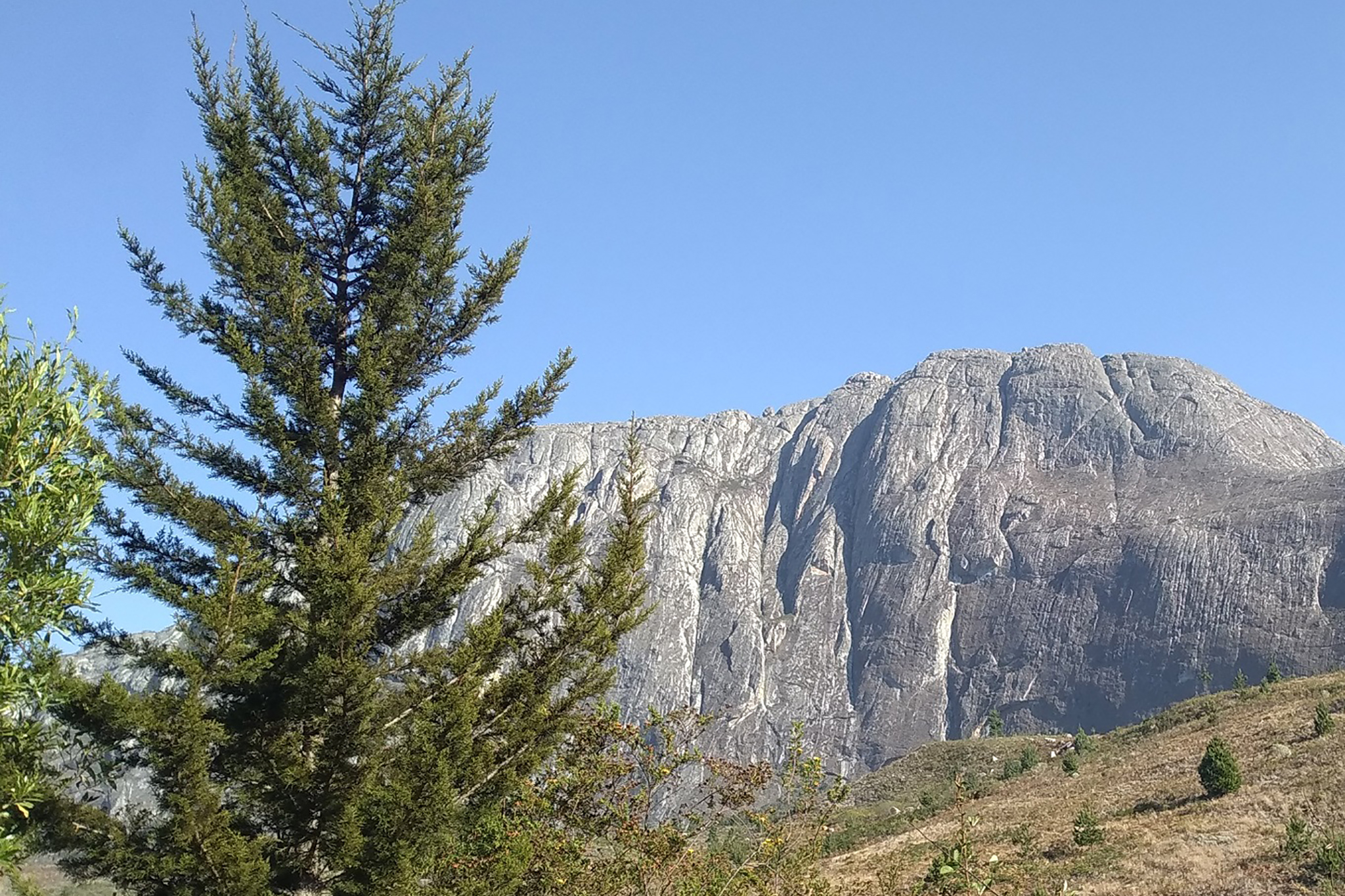 A mature Mulanje cedar. © Matthias De Beenhouwer, WeForest