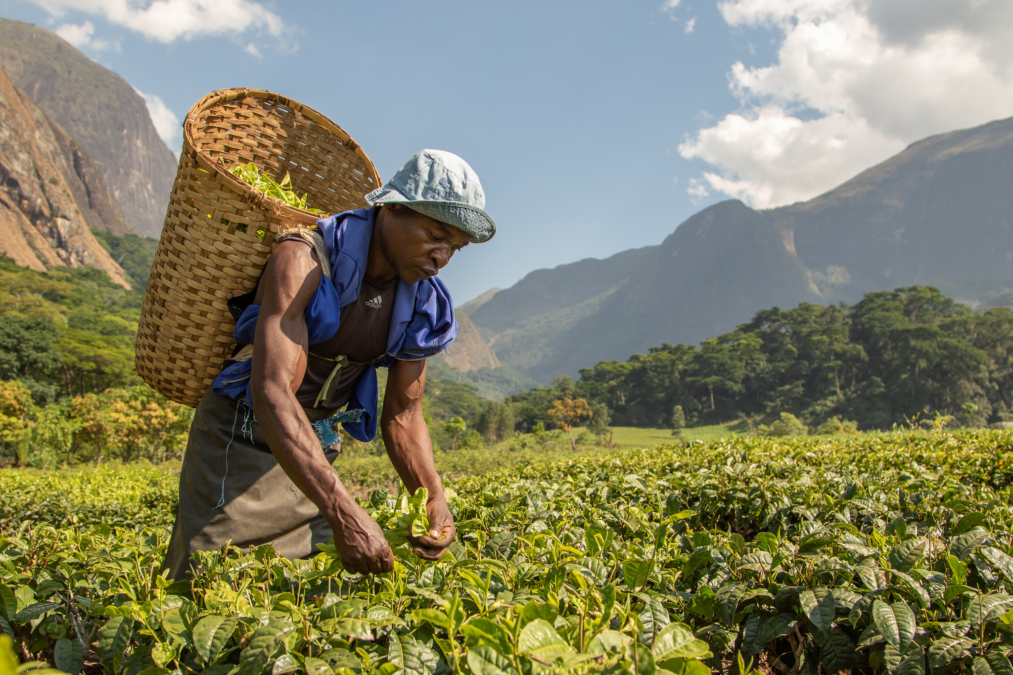 We also organised and supported the planting of around 85 000 pines by Sukambizi Association Trust (SAT), a local organisation of small-scale tea farmers who wanted more trees in their agricultural landscapes. © Ruben Foquet, WeForest
