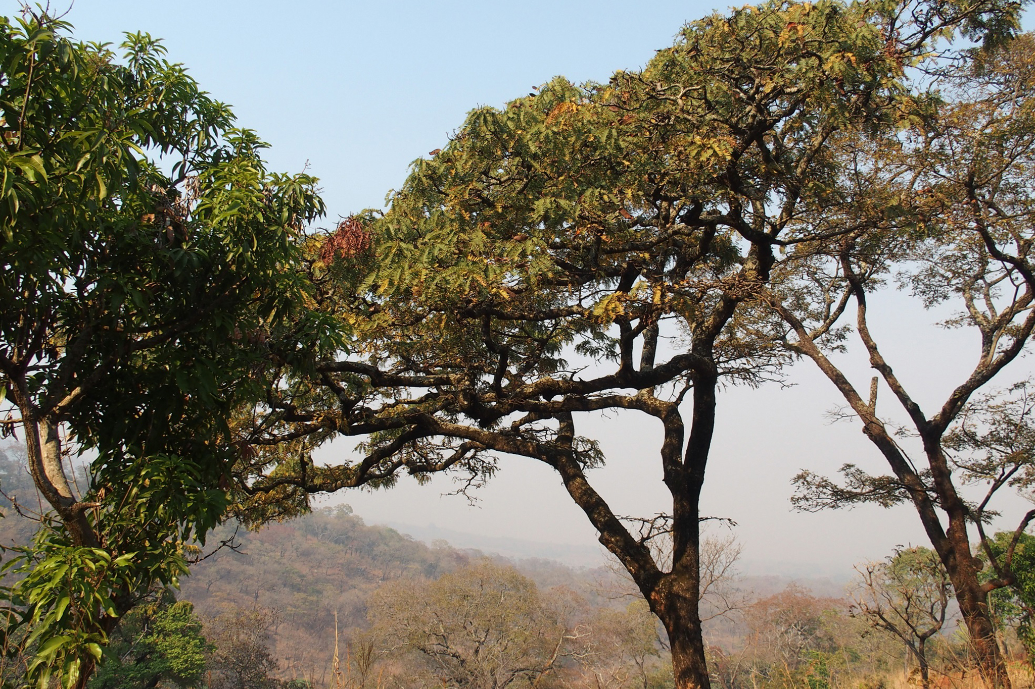 The miombo woodlands are restored with up to 70 tree species typical of the vegetation type, such as Uapaca and Brachystegia trees (pictured). This dominant forest type is able to quickly regenerate from root or seed stock. © Matthias De Beenhouwer, WeForest