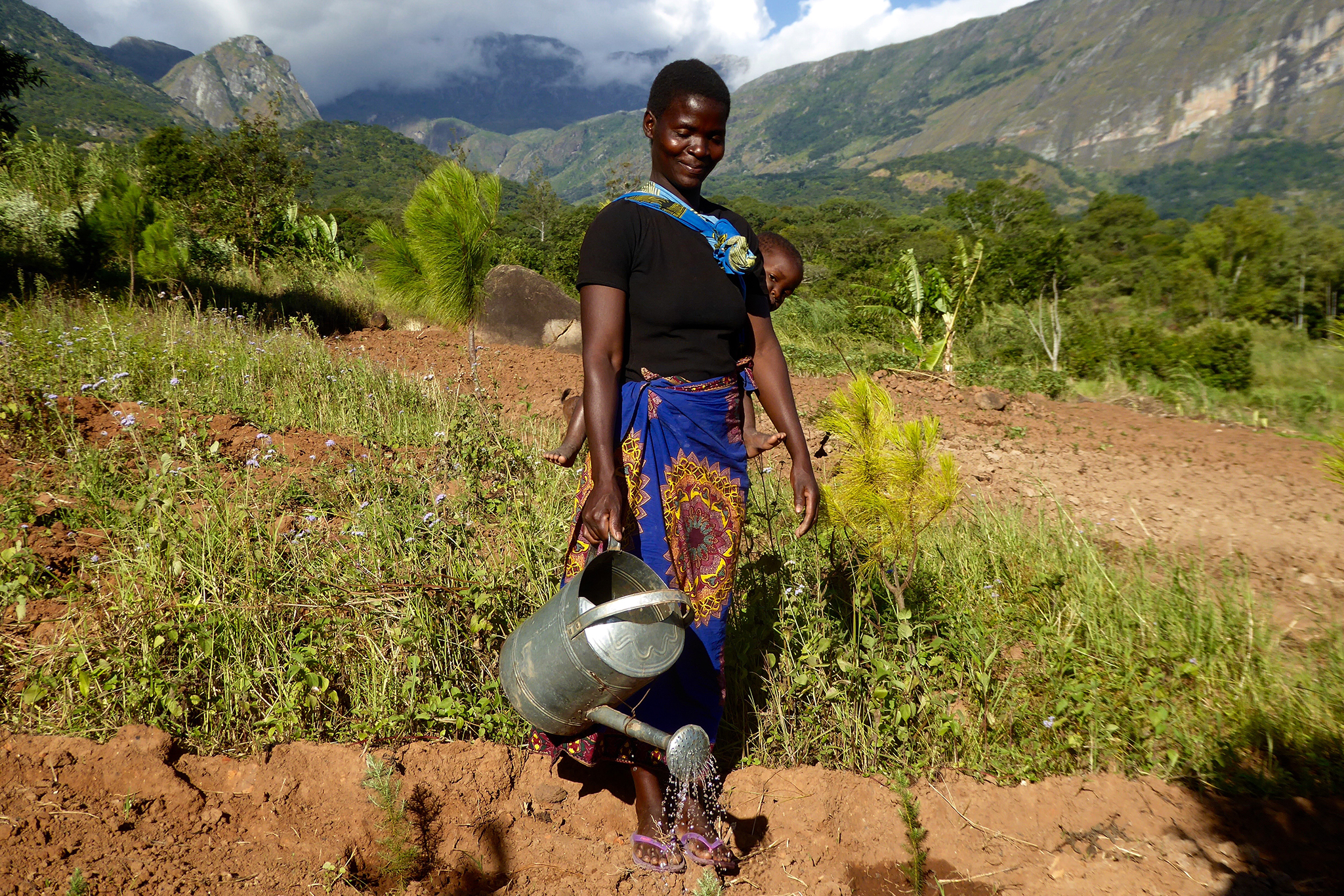 Cedar seedlings are also being grown as hedges around homesteads, which allows them to be protected against livestock and theft. © Ruben Foquet, WeForest