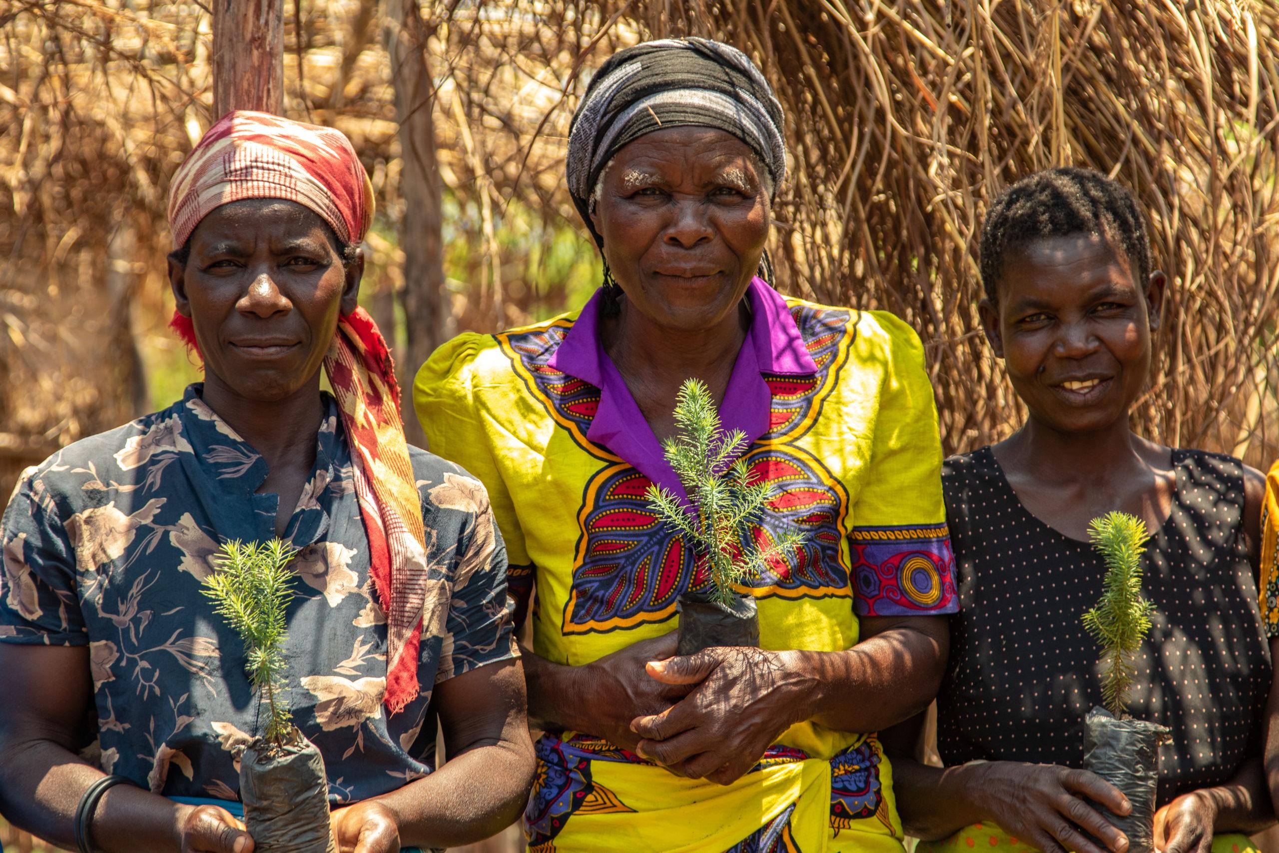 Mulanje Cedar seedlings are provided by community nurseries (here in Makolera) in the foothills around Mount Mulanje and then planted in the montane forests. Cedar is sensitive to disturbance and not able to generate quickly by itself. © Ruben Foquet, WeForest