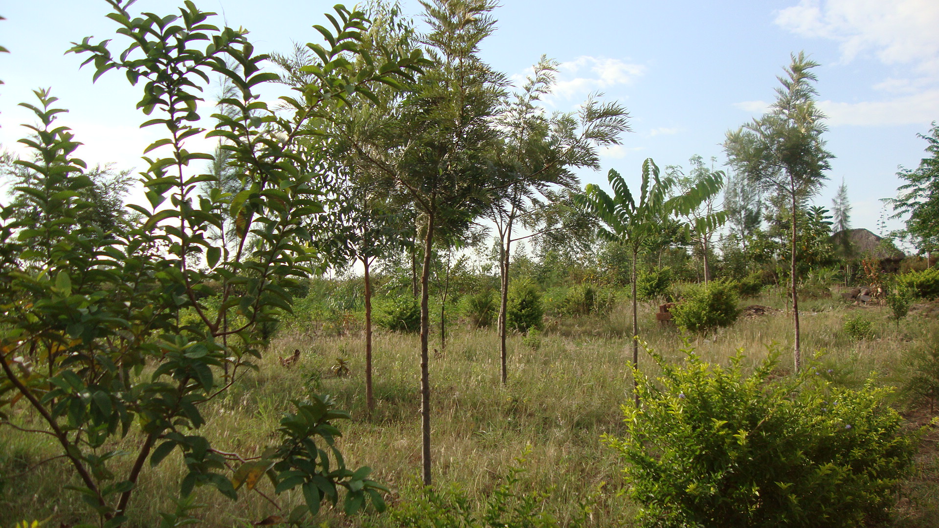 The woody perennials planted improve soil fertility and water recharge, increasing crop yields and pastureland fodder for livestock. © WeForest