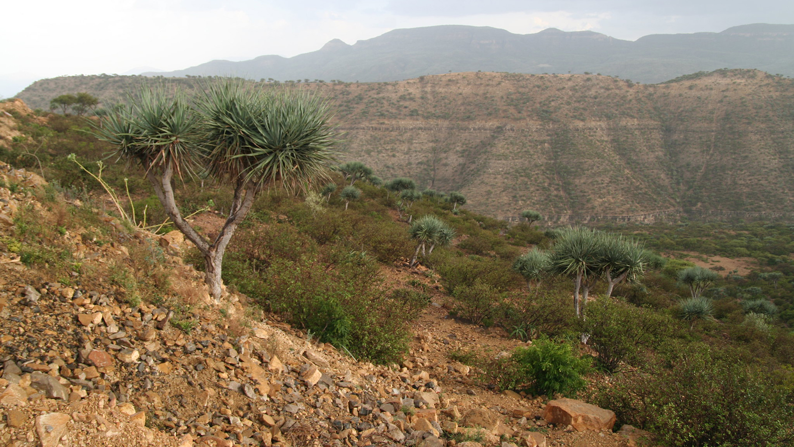 The Nubian dragon tree, Dracaena ombet, is categorized as Endangered on the IUCN Red List. © WeForest