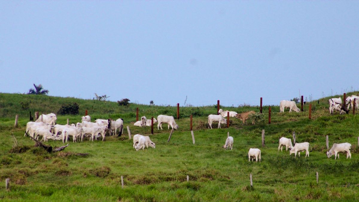 As well as agroforestry, some farms will be transformed into silvopastoral systems that integrate trees on pasture with cattle, using a pasture rotation technique that allows for an increase in production using less land. Cattle ranching is responsible for 80% of the deforestation throughout the Amazon forest. © IDESAM