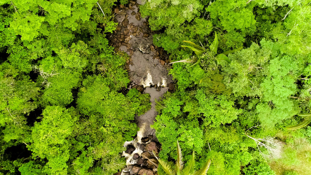 Despite being highly deforested, Apuí supports 150 mammal species (of which 9 are threatened), almost 500 bird species (of which 14 are threatened) and 80 amphibian species. By avoiding further deforestation and restoring native forests, the project will conserve and support the biodiversity here by protecting and restoring habitats. © IDESAM