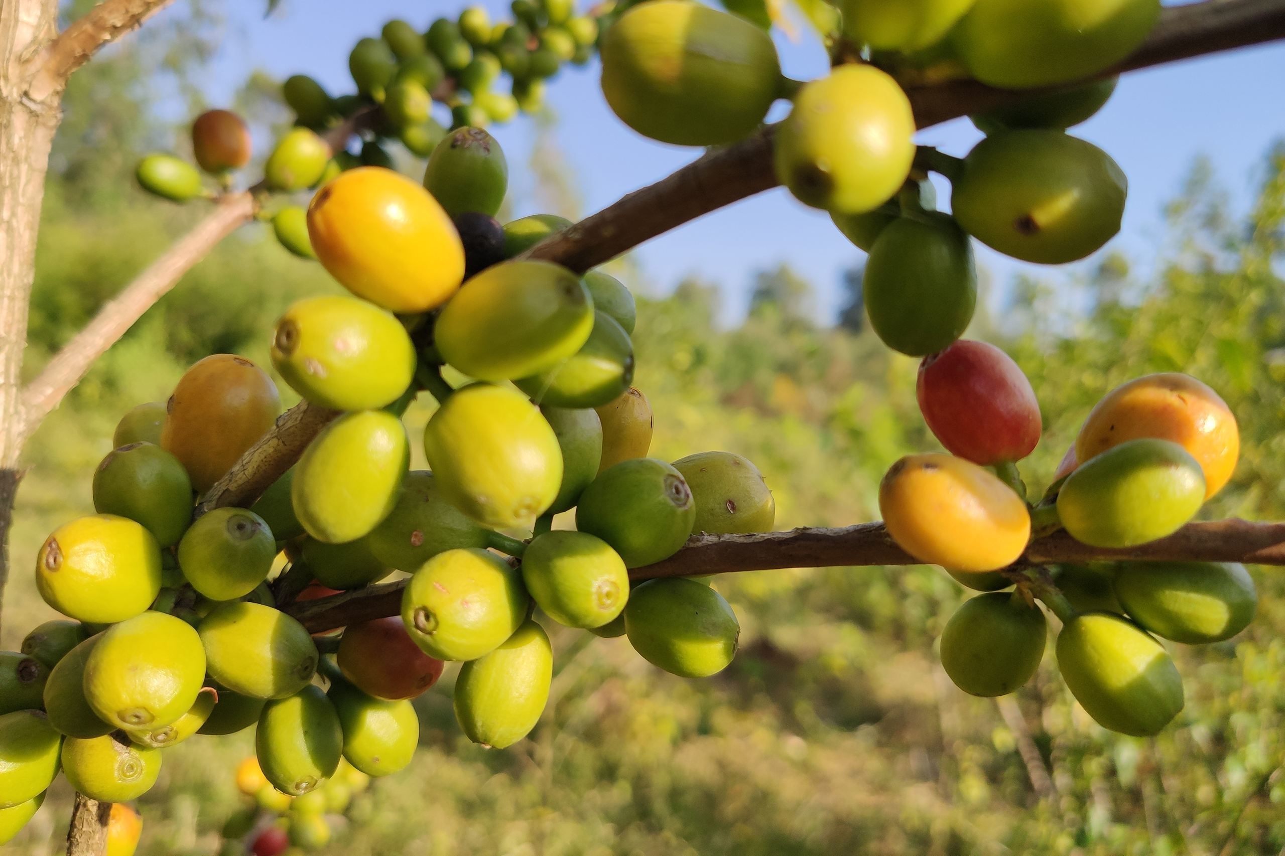 AMH_WEBagroforestry©WF