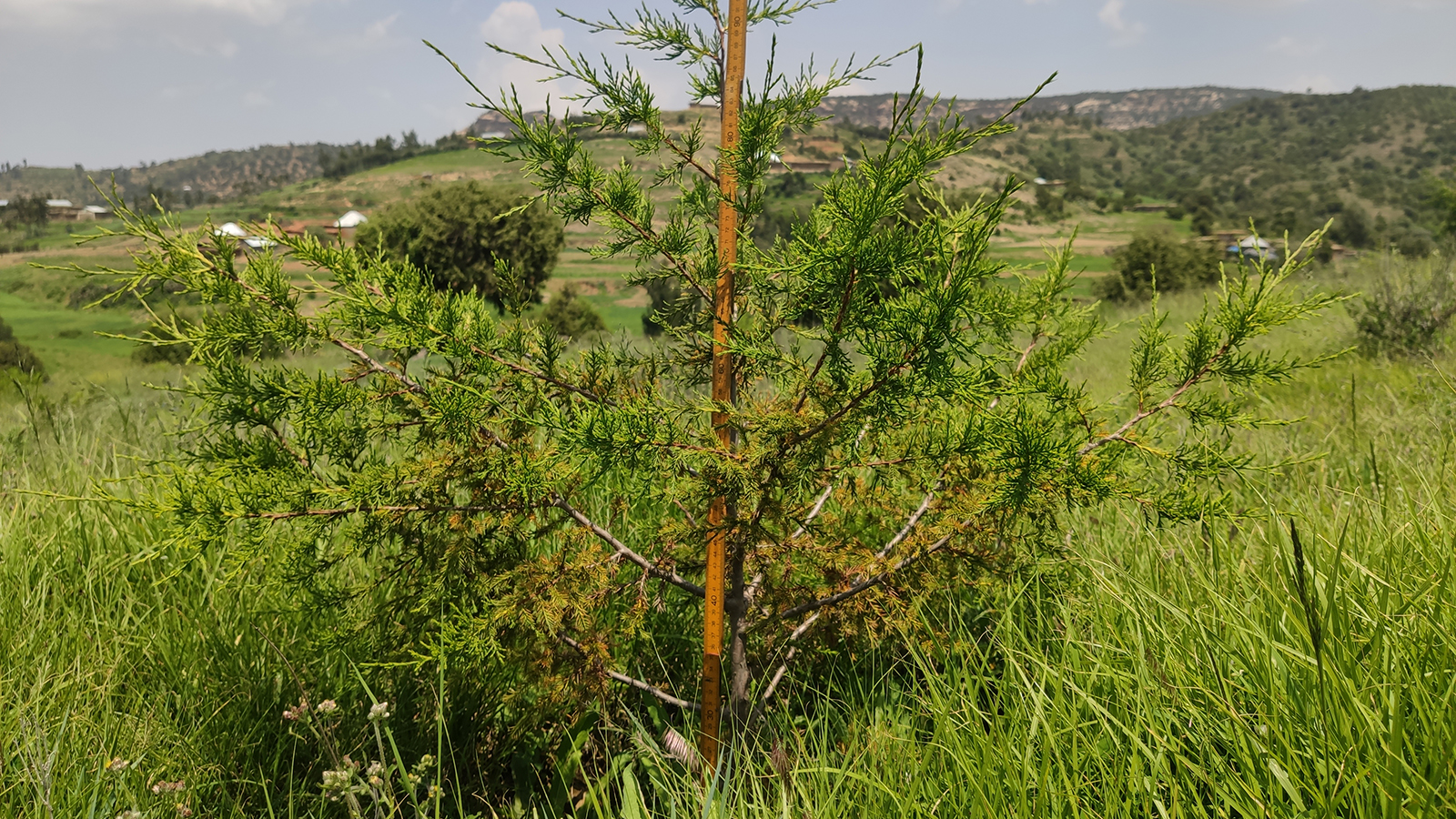 We select species that serve multiple purposes in the forest and for the communities, generating a combination of social, economic and environmental benefits. Examples are olive (Olea europaeat), juniper (Juniperus procerat, pictured) and briar root (Erica arboreat), which are combined with different grass species for fodder and to reduce erosion. © WeForest