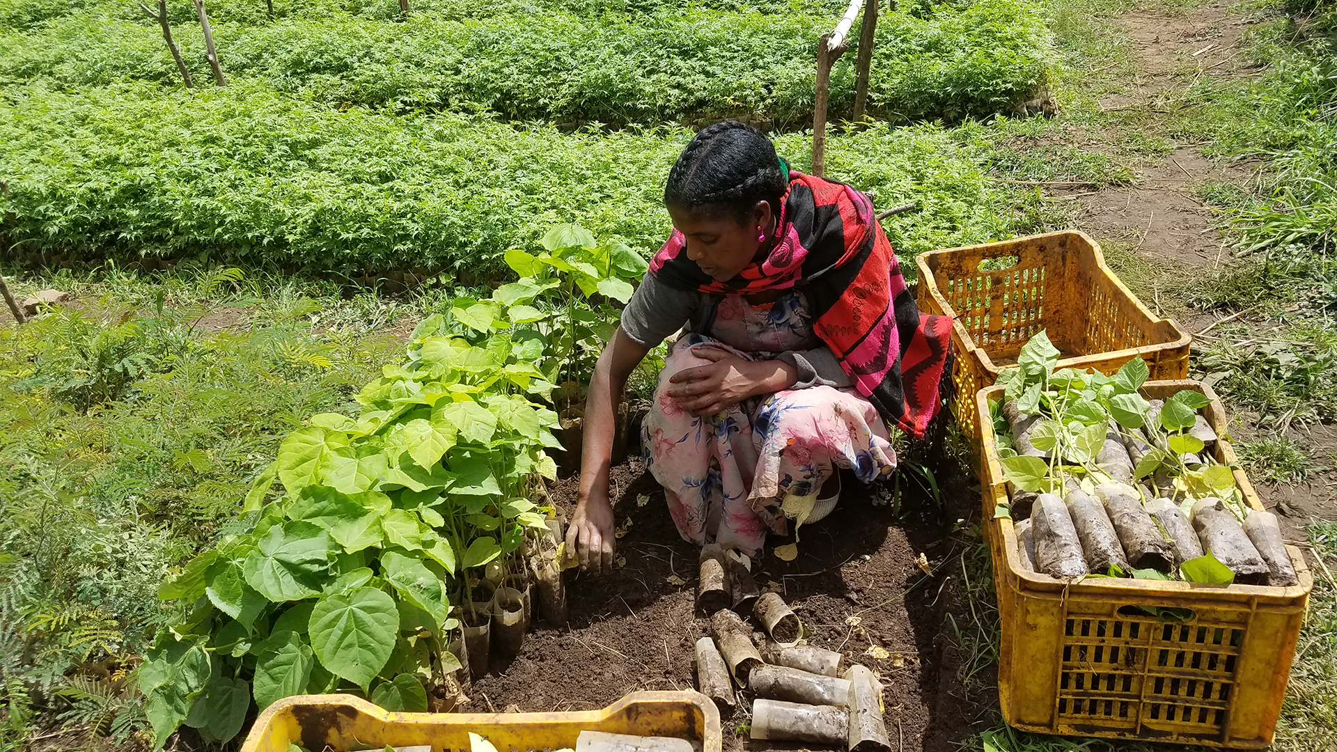 ETH_SER_Nursery_pick up seedlings from nursery_2017_07 _©AM_WeForest