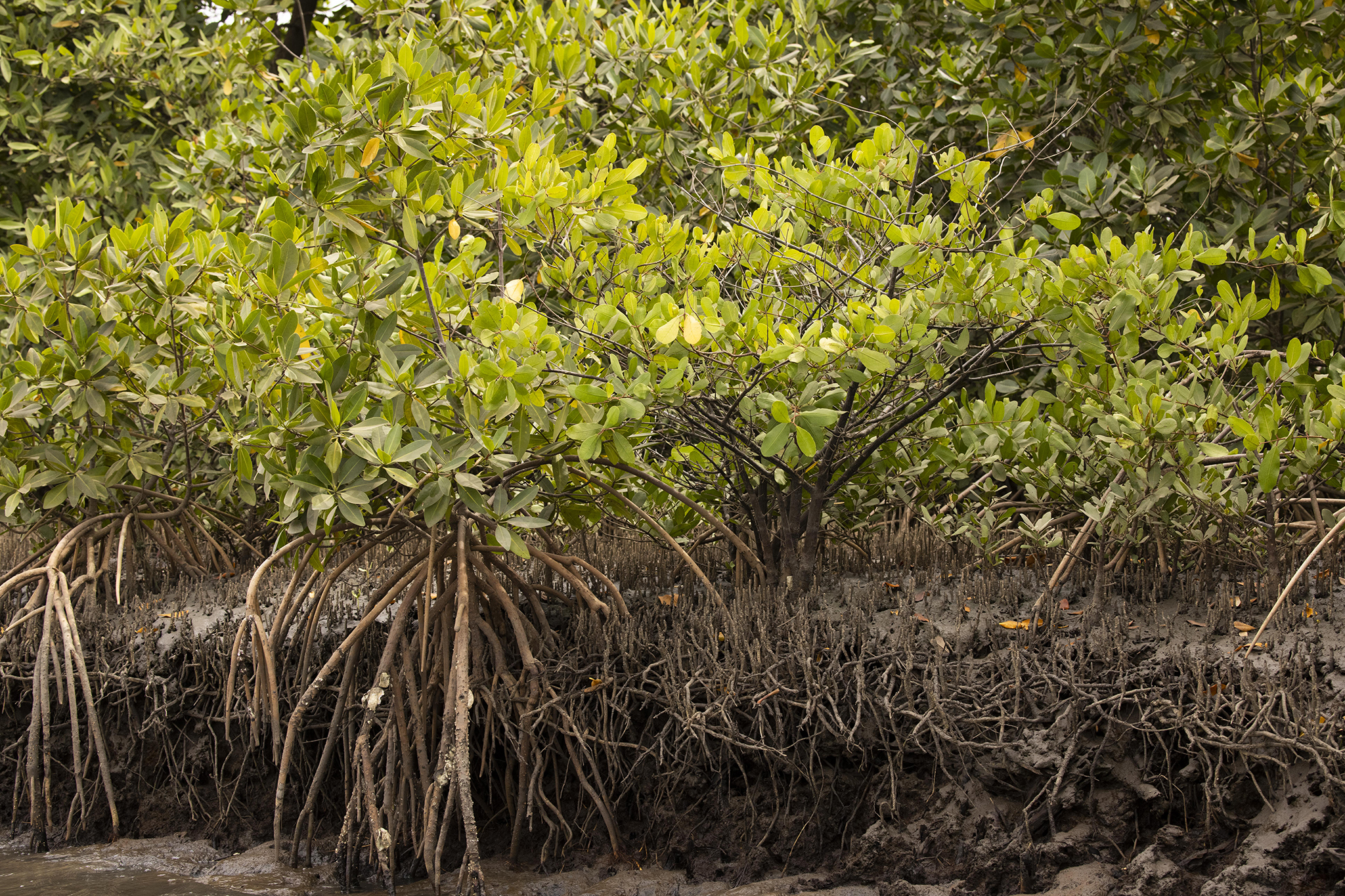 Mangroves’ complex root systems protect coastal areas from storms and erosion, provide habitats for fish and shellfish that are important protein sources for local people, and sequester huge amounts of carbon that can fight climate change. © Nicolas Van Ingen