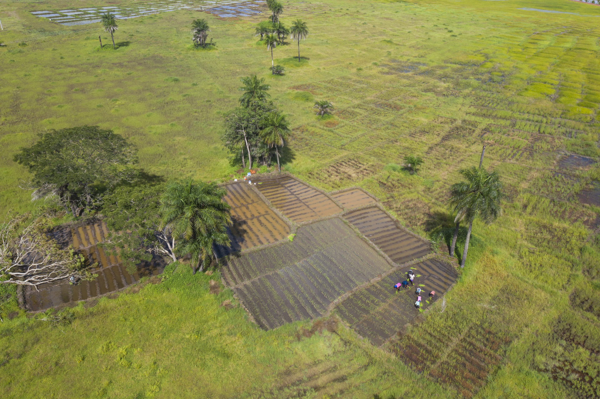 Paddy fields in Casamance. Women transplanting rice