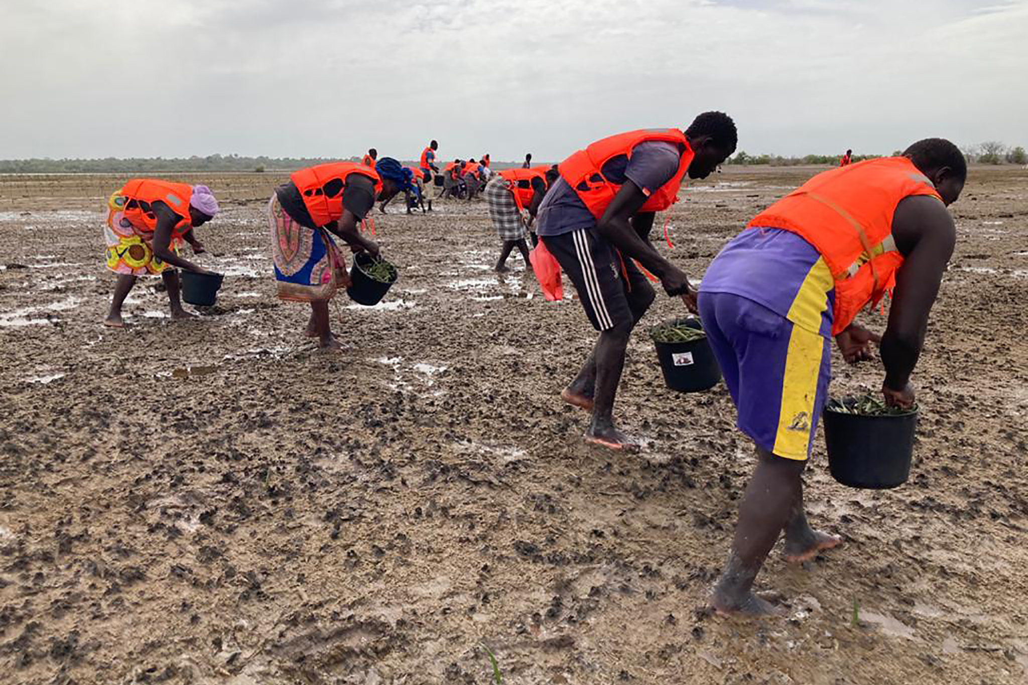 With Oceanium, the most experienced mangrove restoration NGO in Senegal, our goal in Casamance is to replant mangroves over 2245 hectares at a density of 5000 trees per hectare and re-establish sustainable and profitable mangrove-friendly fishing and farming activities for local communities. © Oceanium
