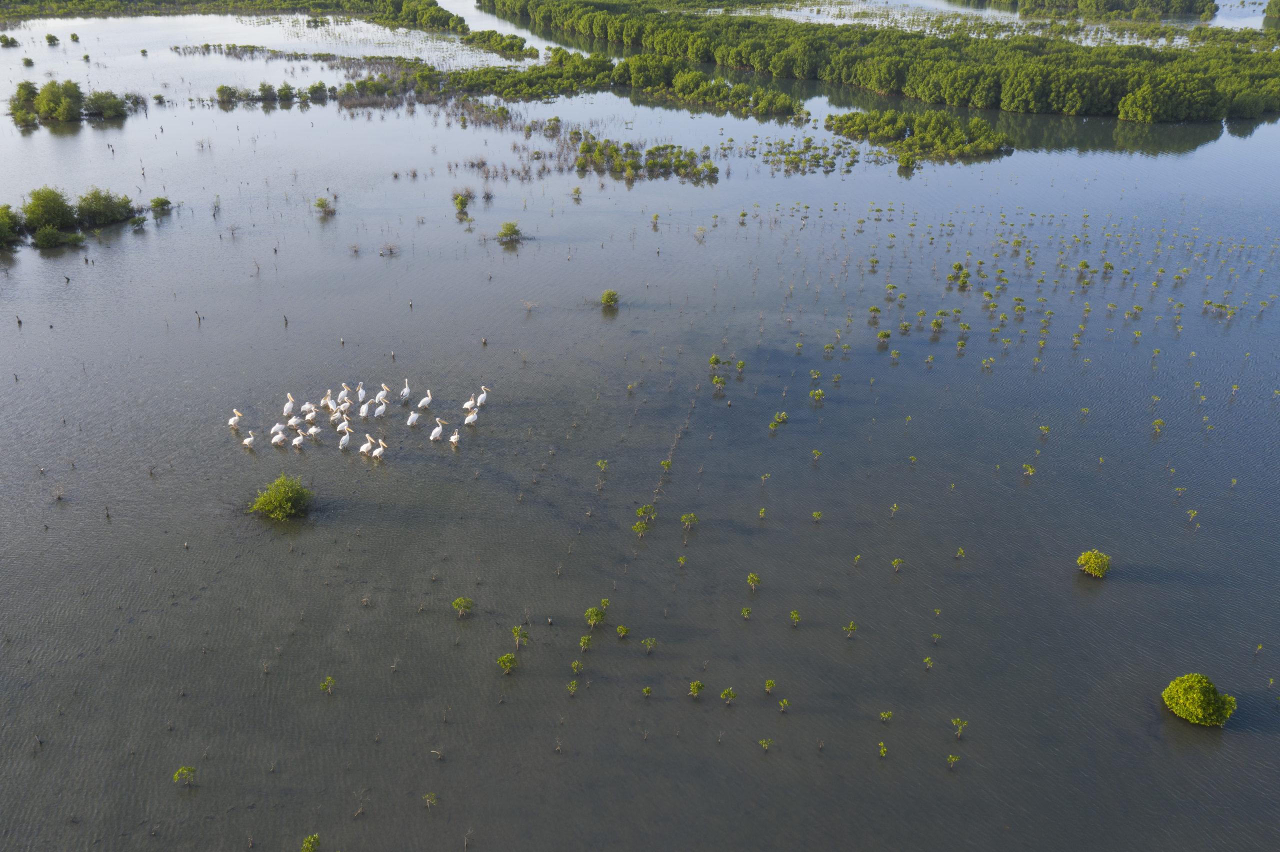 The Casamance delta is known for a high biodiversity of flora and fauna. It is home to several critically endangered, endangered or vulnerable species of turtle, as well as the critically endangered Atlantic humpback dolphin (Sousa teuszii), the African manatee (Trichechus senegalensis) and the lappet-faced vulture (Torgos tracheliotos). © N. Van Ingen
