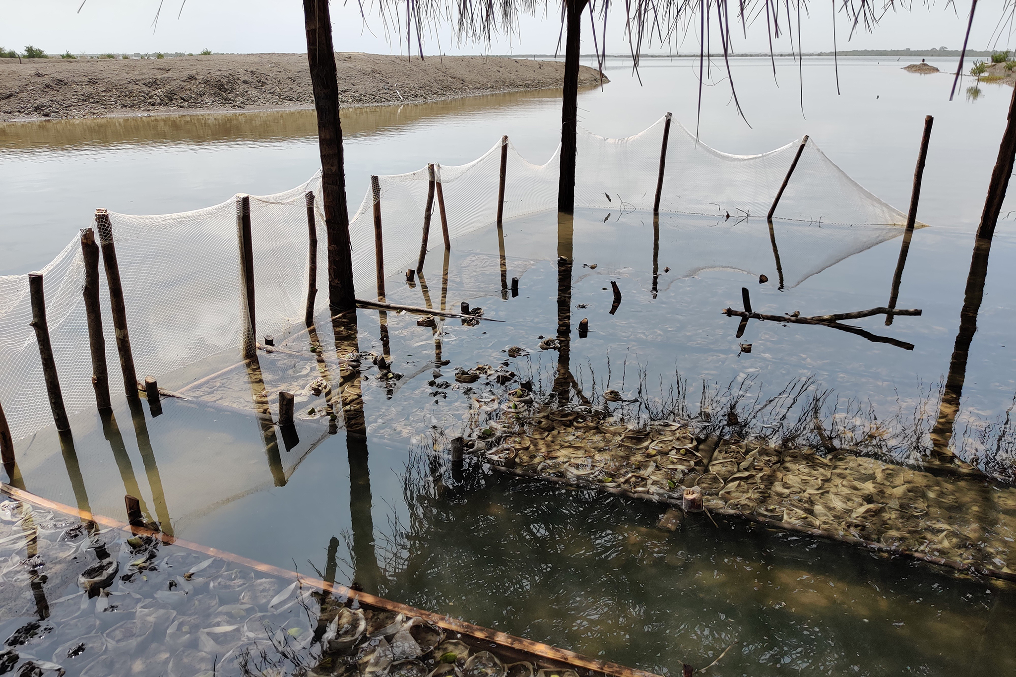 Although the majority of the mangroves planted in the project will be Rhizophora, the Avicennia genus is important here because of its more desirable impact on the salt content of the ecosystem. It is hard to find Avicennia seeds because of climate change and other factors, so they are raised in tidal nurseries that mimic local conditions to support survival. © OS, WeForest