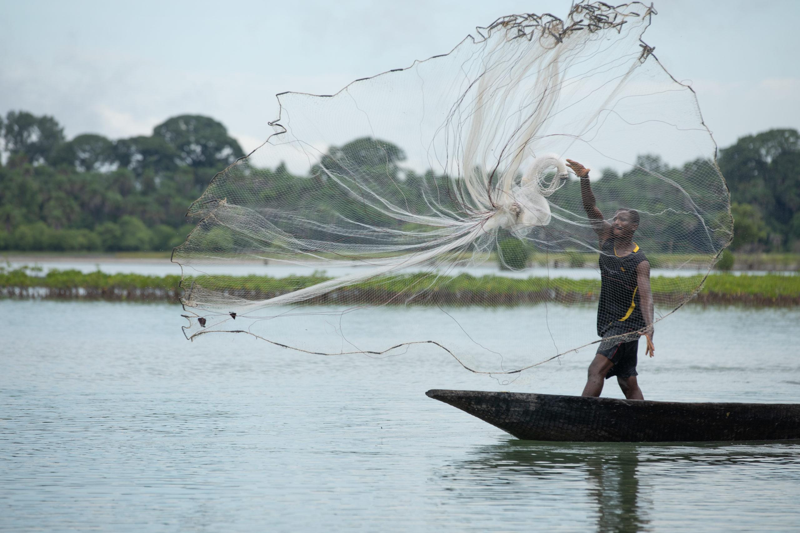 By bringing the biodiversity of the area back to a higher level, the project will boost fish stocks and create sustainable harvesting opportunities for fishing and shellfish collection on the tidal channels and mudflats, improving conditions for the populations that draw their resources from the products of the mangrove areas. © Oceanium