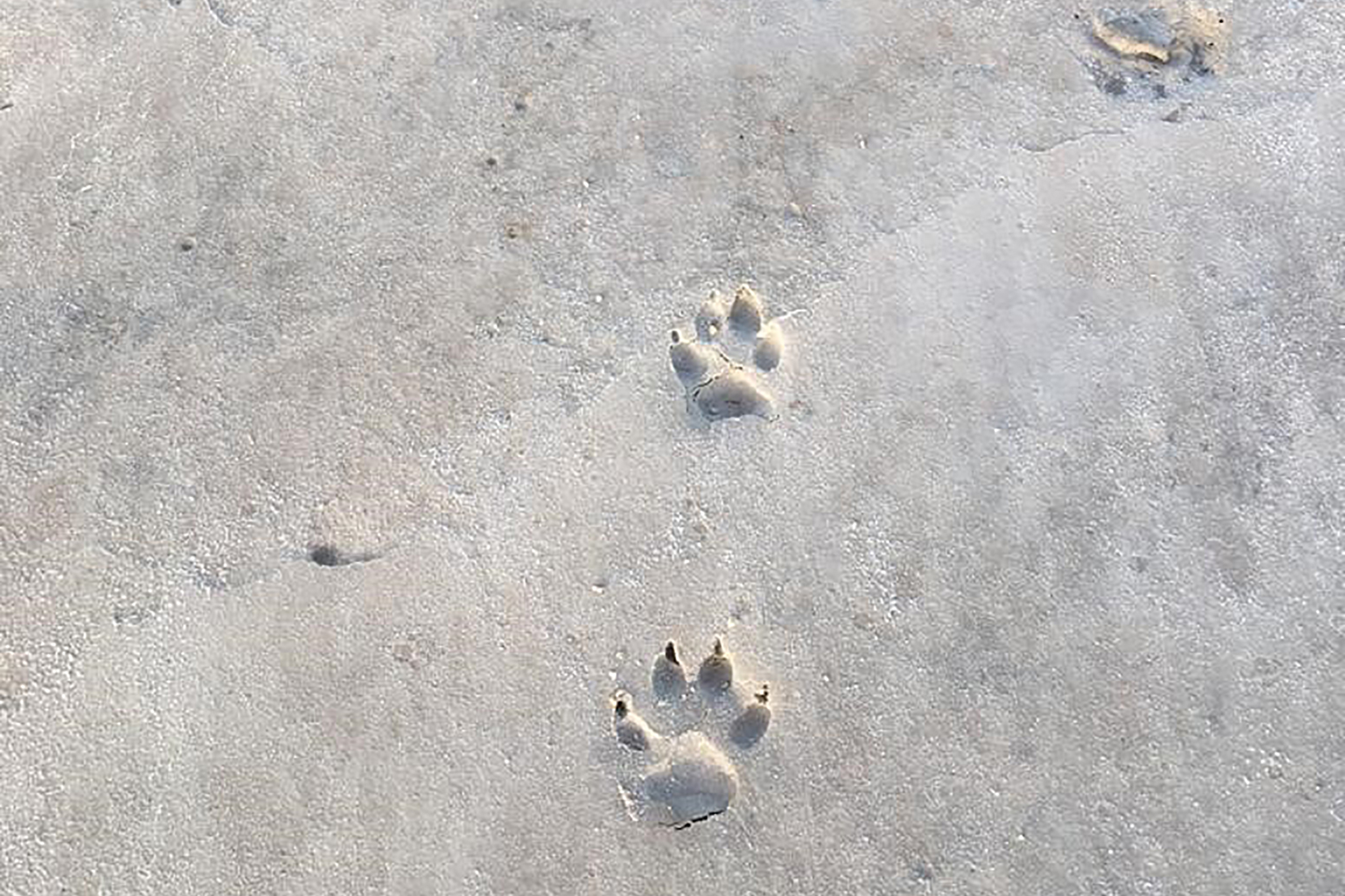 The delta is known for a high biodiversity of flora and fauna. These are hyena tracks. © OS, WeForest
