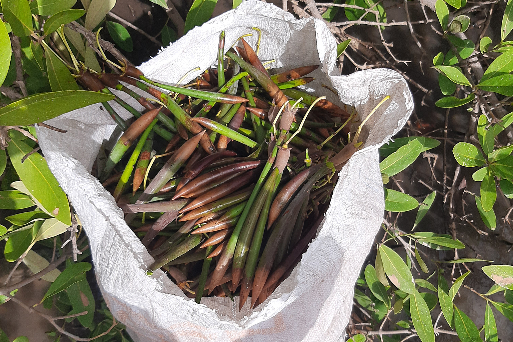 With planting season approaching, the first step is to collect the propagules. To ensure quality reforestation, only mature propagules like these ones should be collected. © G. Ebong, WeForest