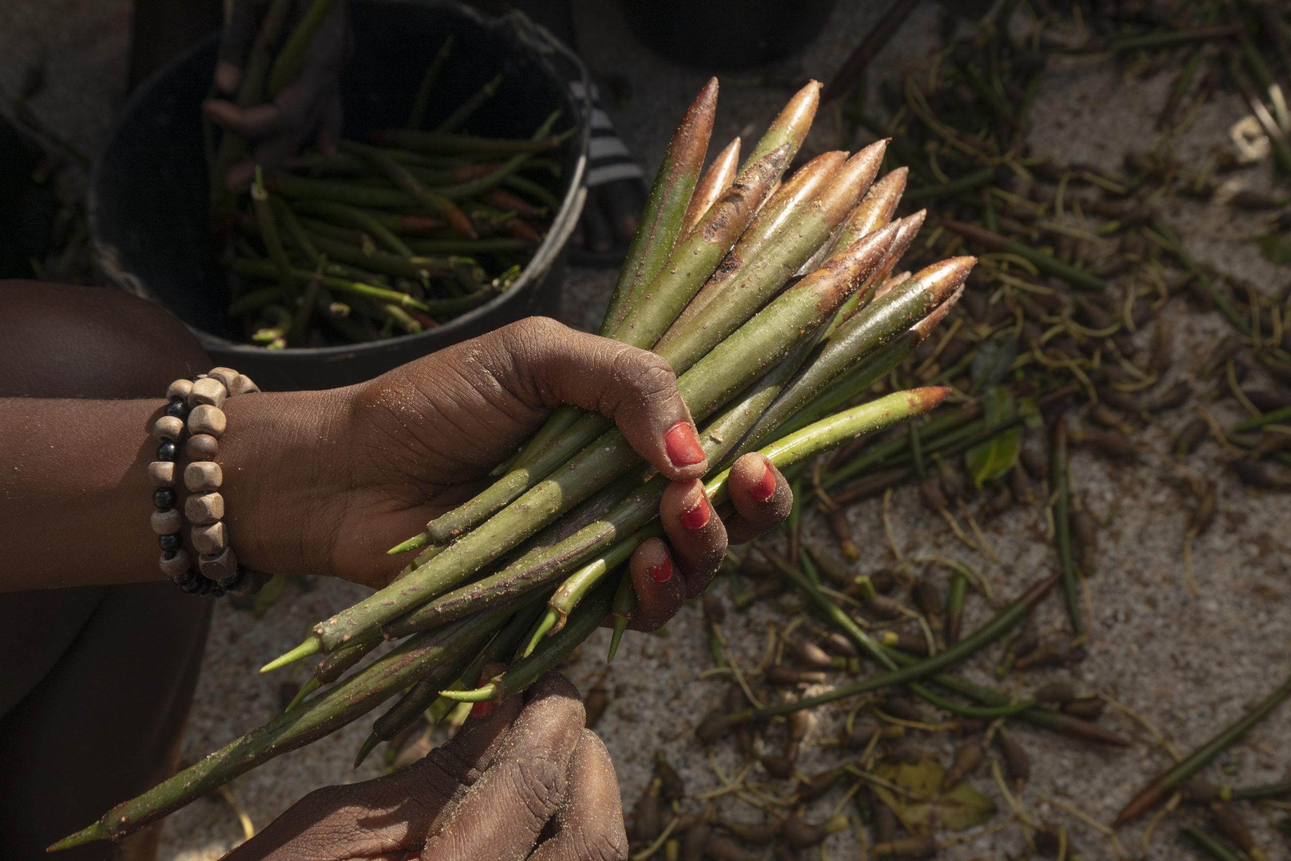 Local communities are deeply engaged in the restoration of the mangroves. Women and young people in particular participate in the project by collecting and planting mangrove propagules or working in the nurseries. © N. Van Ingen