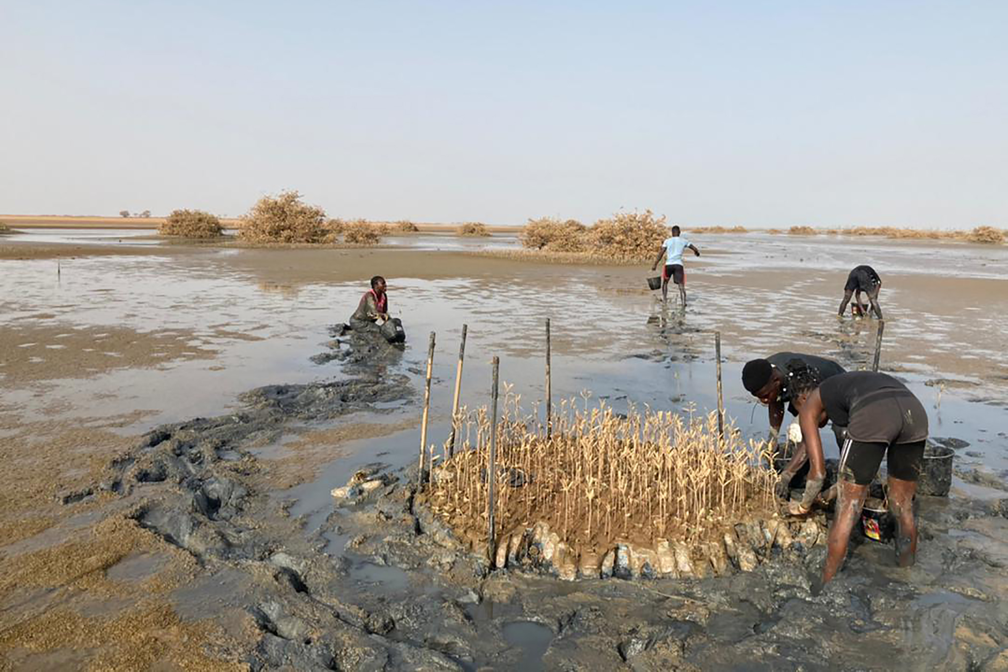 The project is raising Avicennia to plant alongside Rhizophora because of its ability to filter out high levels of salt from the water and protect nearby crops from soil salinization. The nurseries provide jobs for local people. © Oceanium