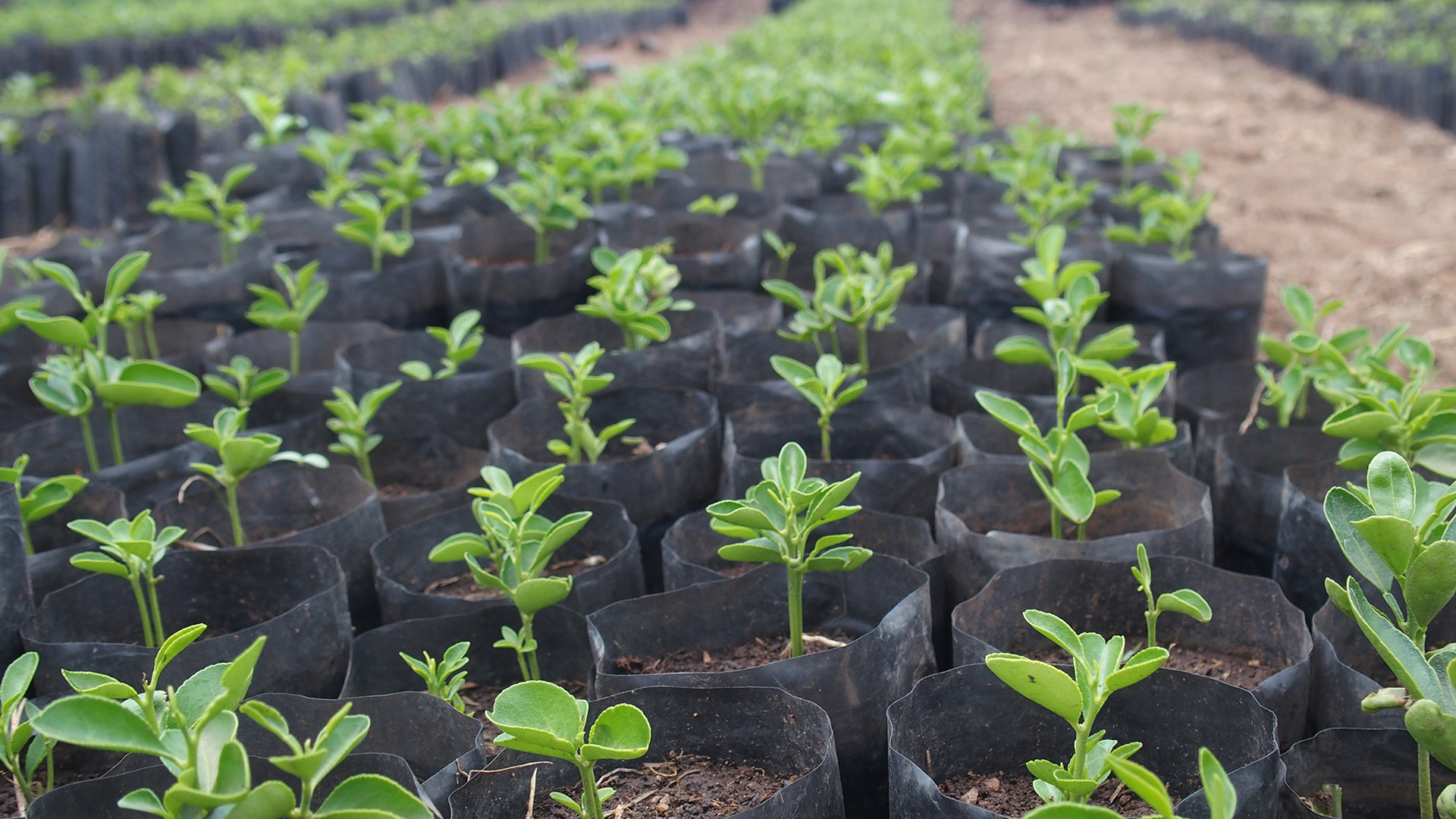 Seedlings ready for distribution in Butiama Nursery. © WeForest