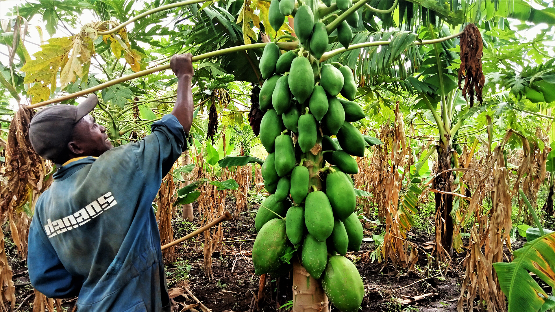 Fruit and timber trees provide food, fuelwood and shade. © GRA