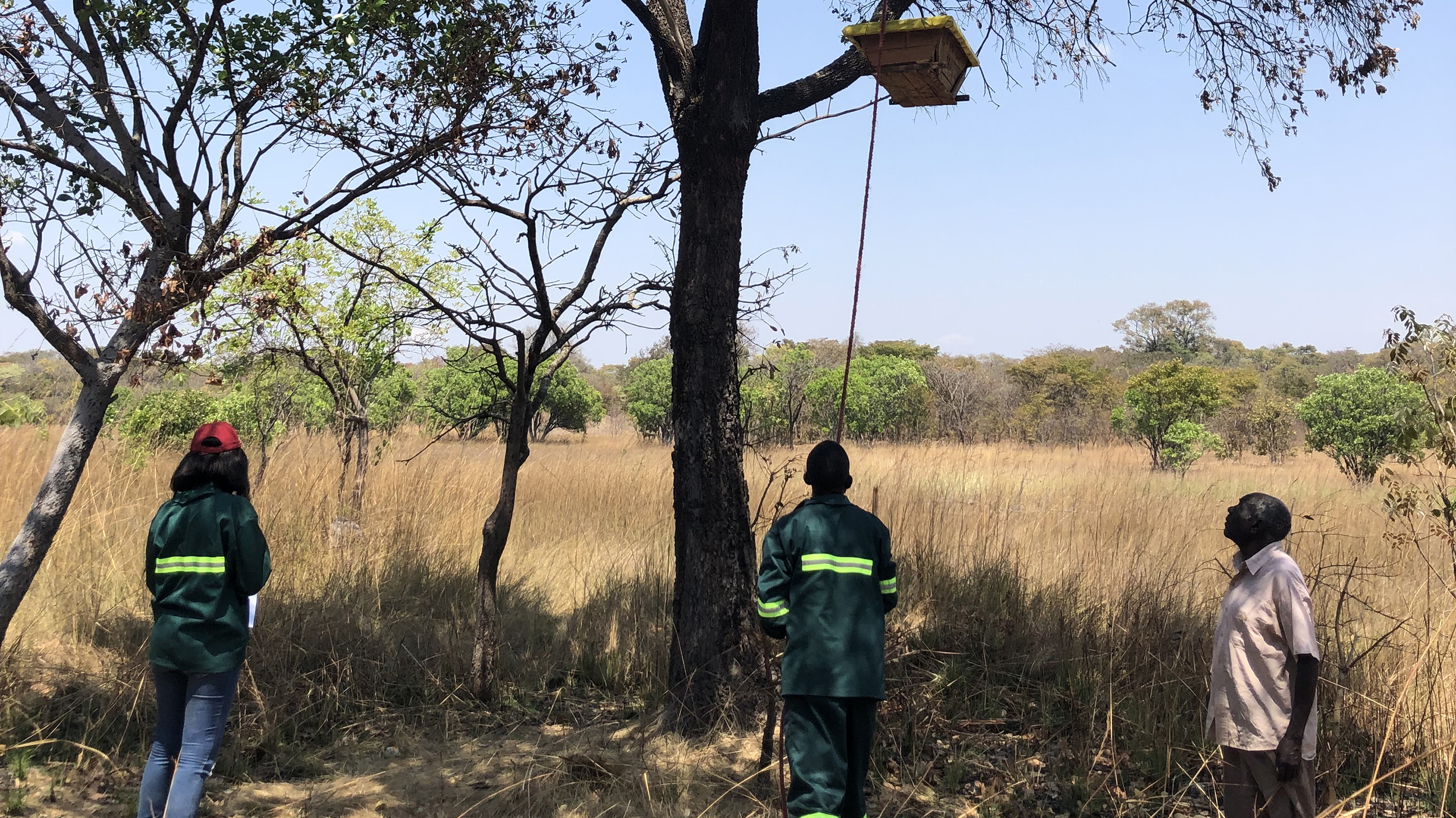 As fruit trees take a while to produce food or income, farmers need short-term alternatives to replace the cash they used to get from charcoal, for example. Beekeeping is a good option. © WeForest