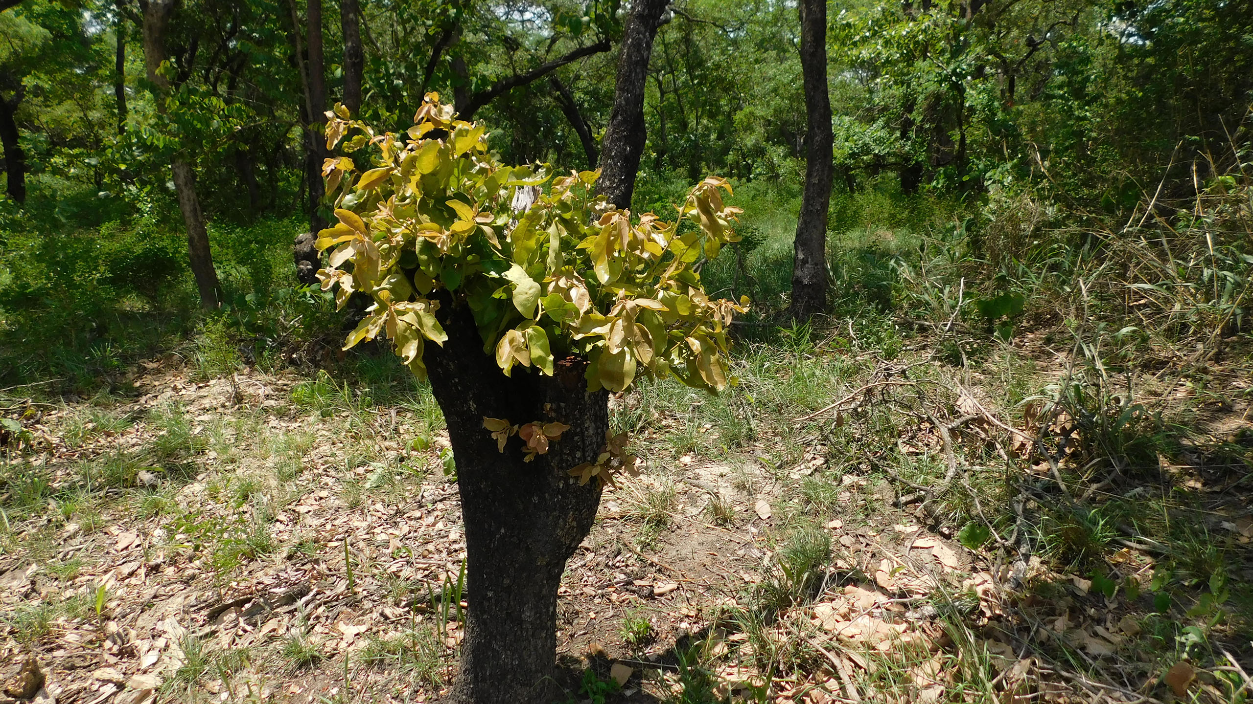 Farmers are taught to harvest biomass from their woodlots through coppicing, a technique that involves extracting wood from tree stems while leaving the total number of trees intact, making it a sustainable alternative to charcoal production. © WeForest