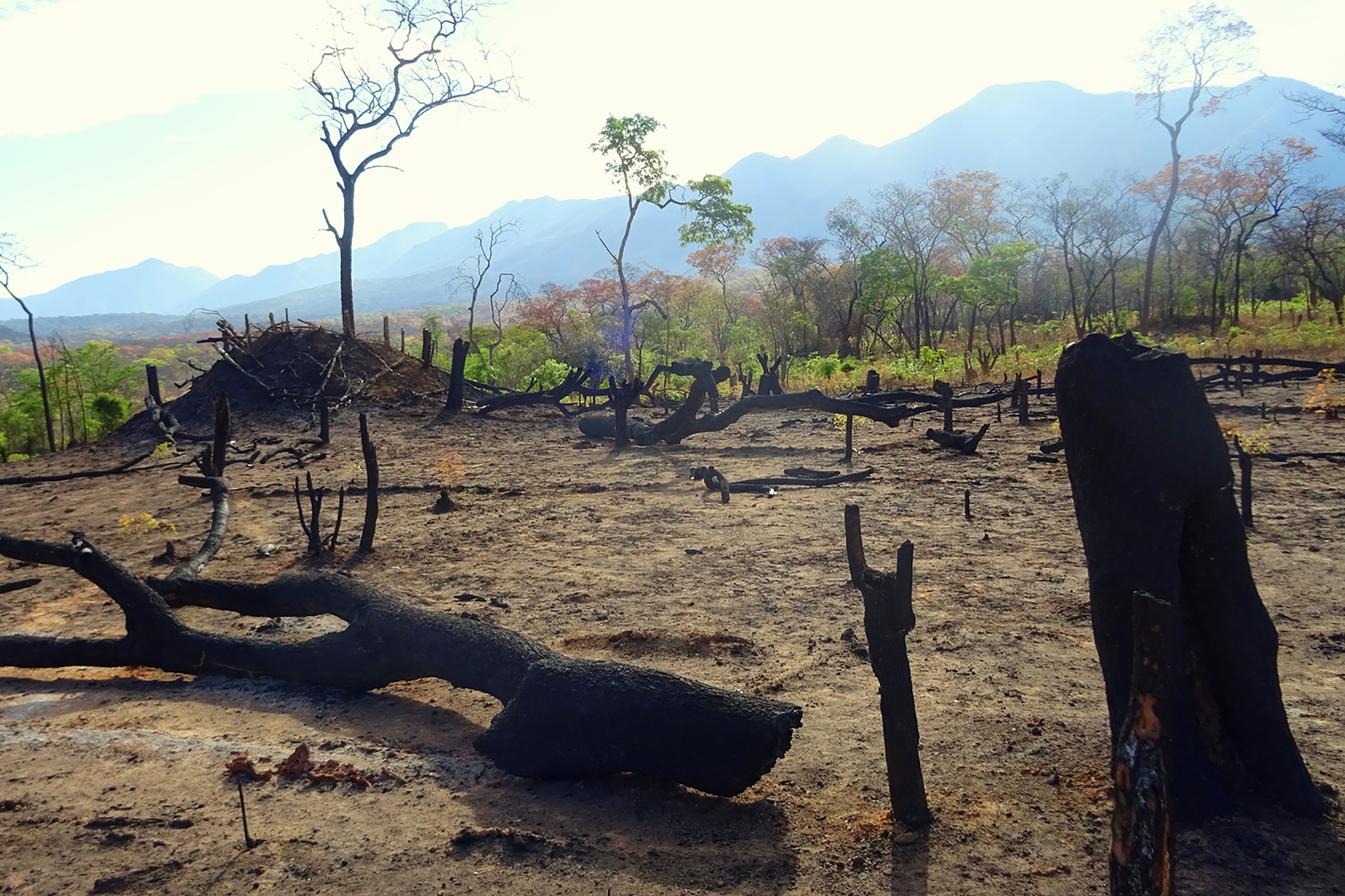 Protecting the forest and stopping the chitemene (pictured) requires improved governance and more sustainable farming approaches, as well as the development of alternative income sources for those who depend on the forest. © Ruben Foquet, WeForest