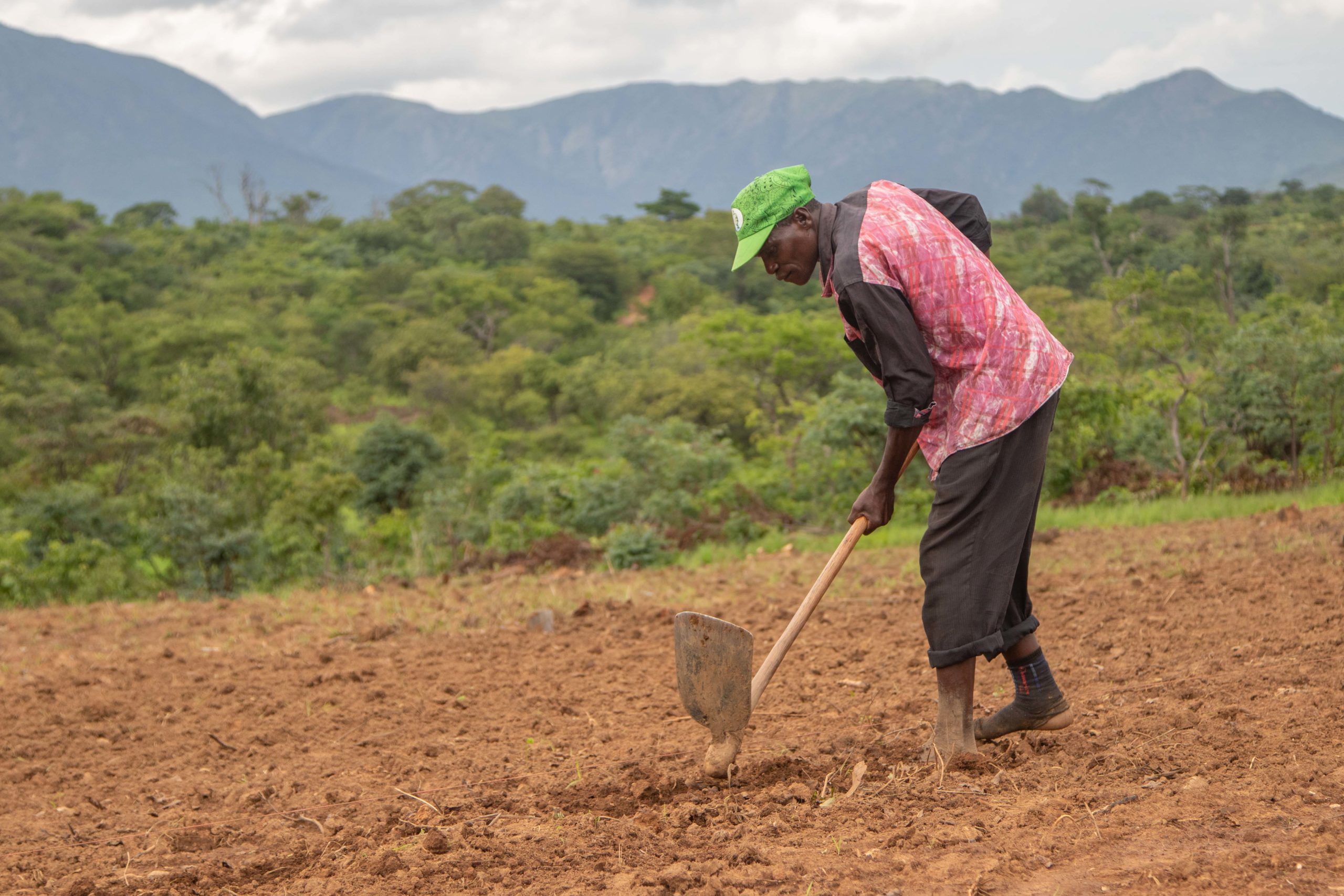 The project will also introduce and optimize sustainable agricultural production, exploring native conservation agricultural techniques (for example in-field composting and crop rotation) to shift away from destructive chitemene millet farming. © Ruben Foquet, WeForest