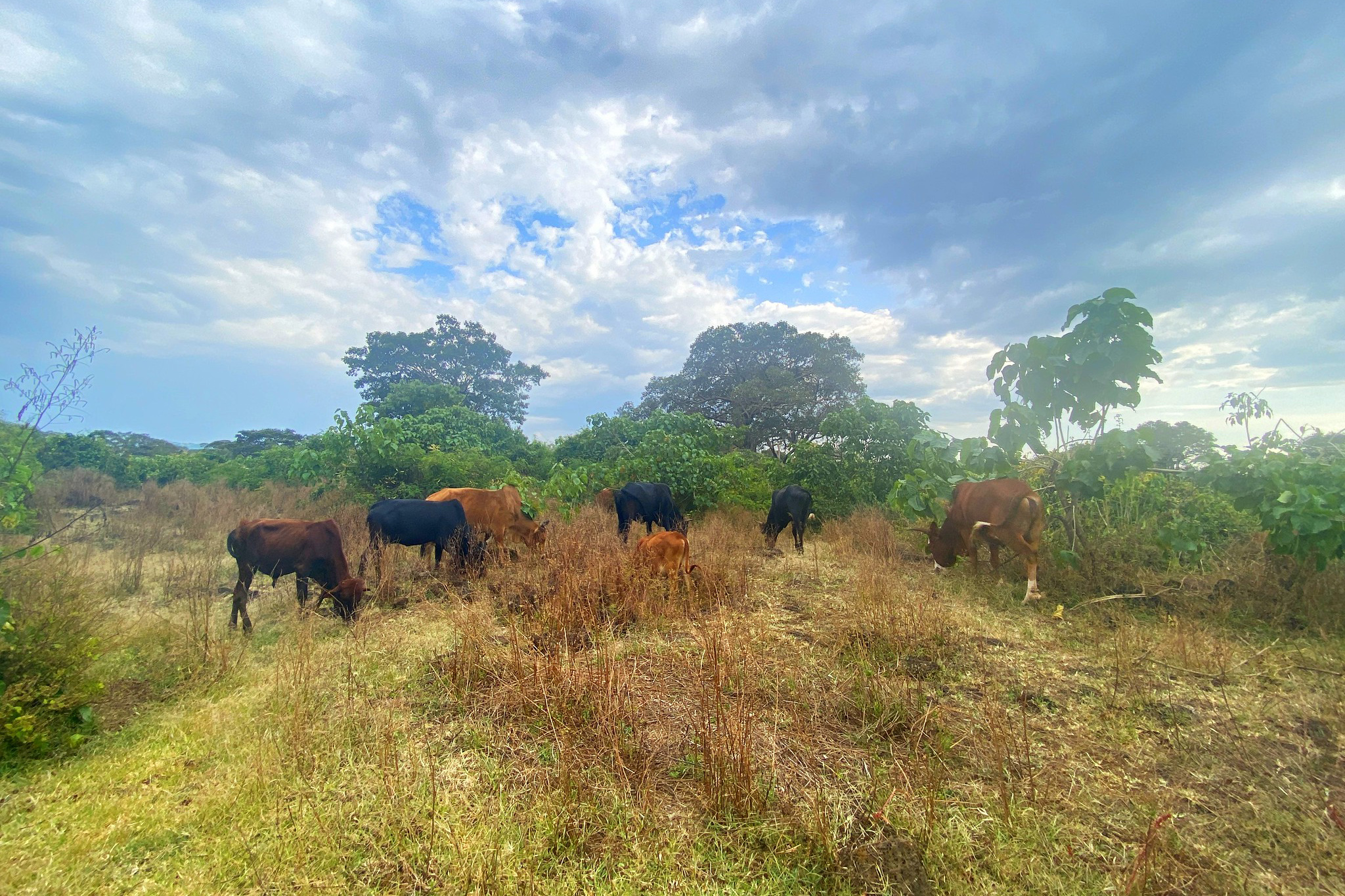 To address unsustainable farming, the project will promote improved breeds (hybrids or crossbreeds), fodder conservation and feed production practices such as crop residue improvement with urea treatment to increase nutritional value. © WeForest