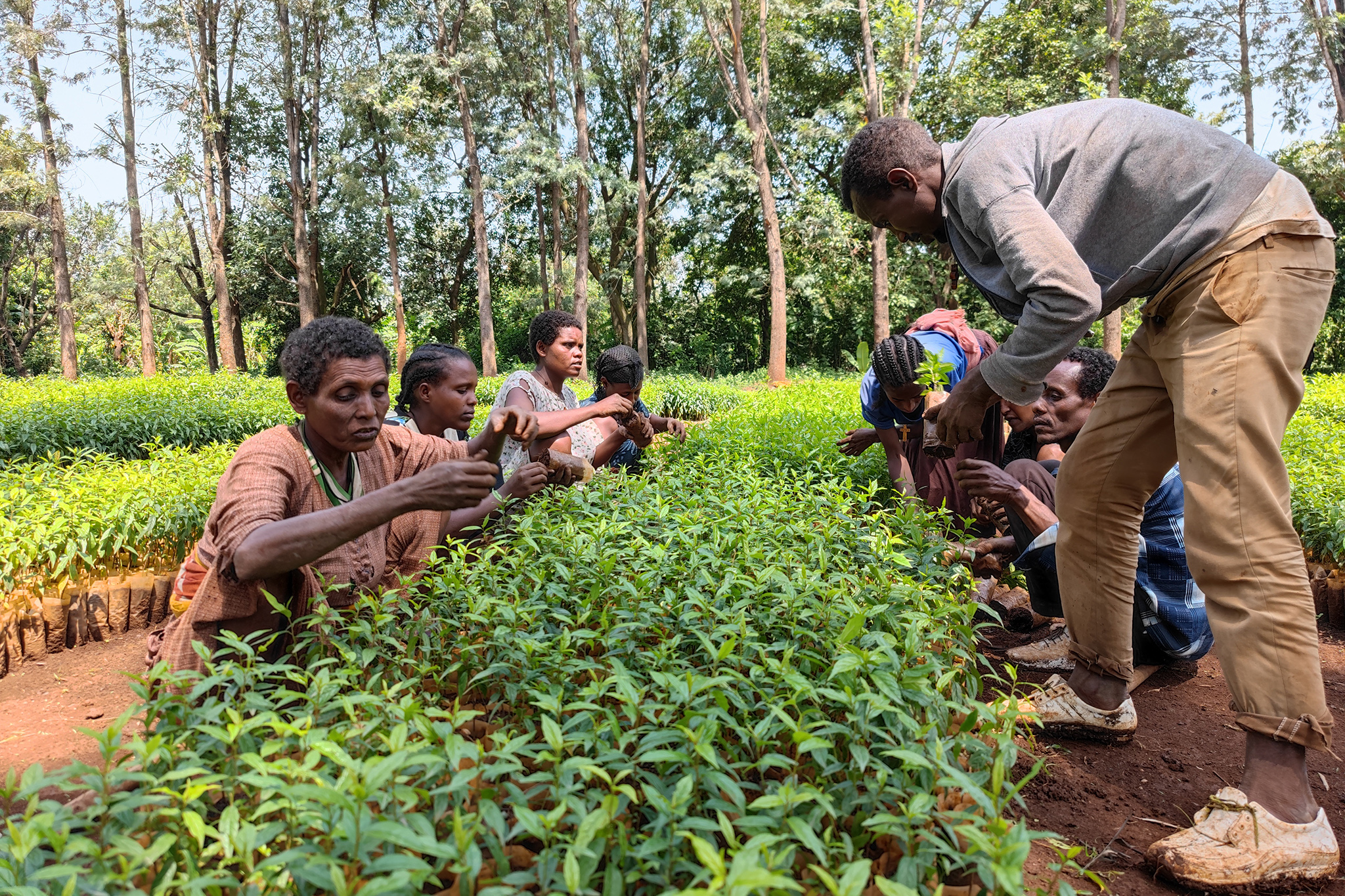 For the communal lands, 1.2 to 1.6 million seedlings will be grown, aiming at an average density of approximately 1111 trees per ha. © WeForest
