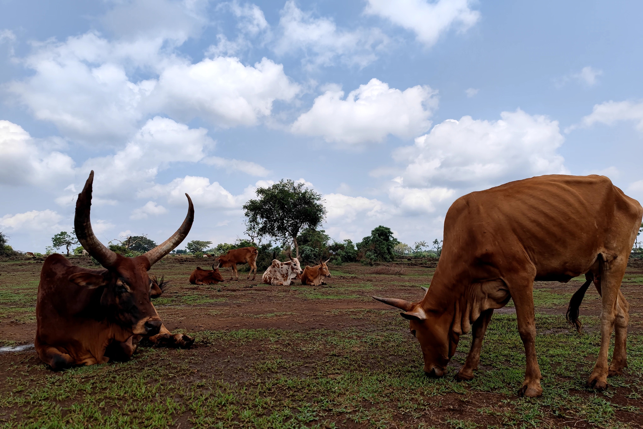 Due to a shortage of grazing land, cattle eat wherever they can – including in the forest. © WeForest