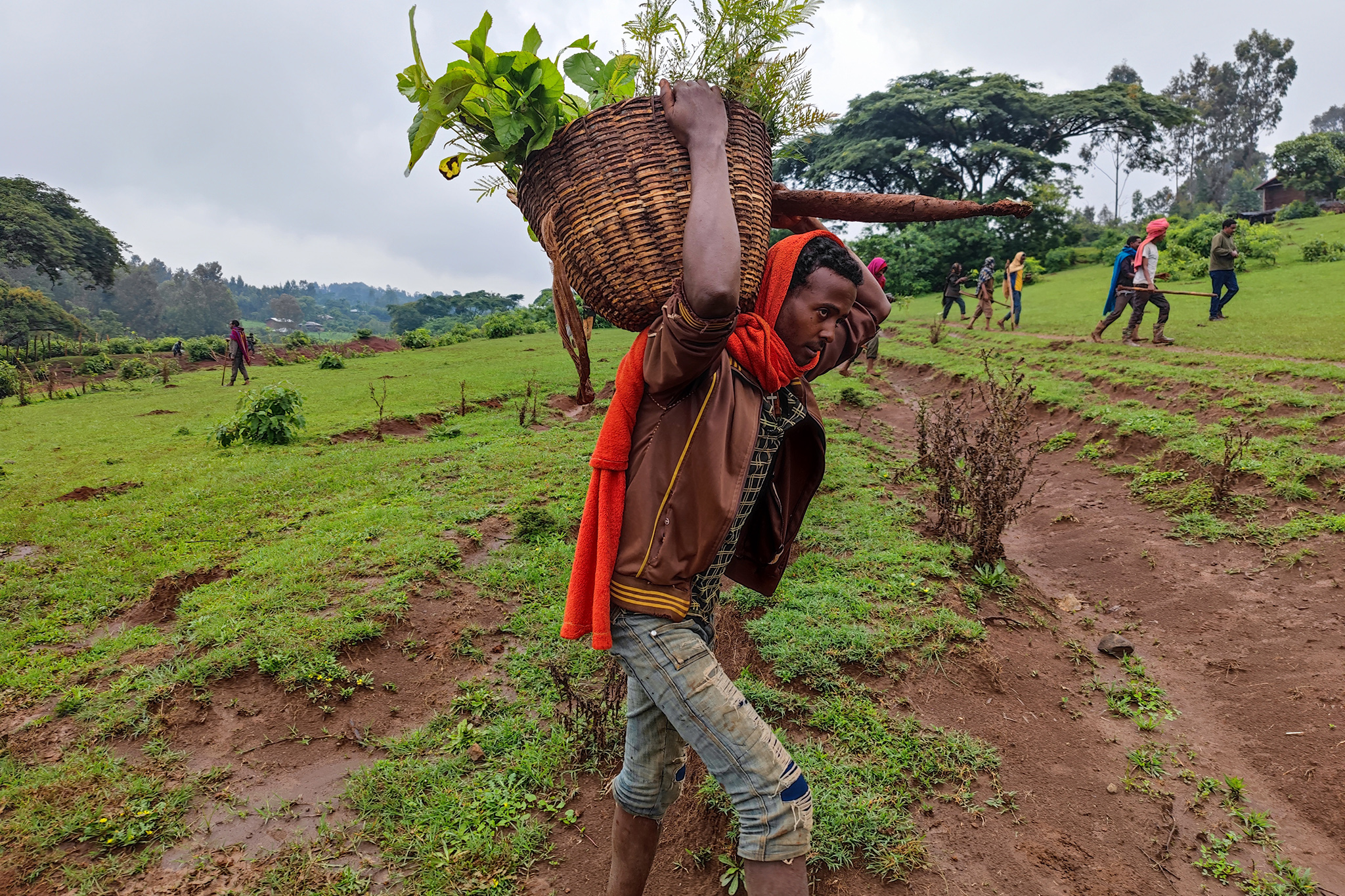 The forest will be restored with over 9.5 million trees of native large canopy species, 60% of them directly planted, 30% regenerated using assisted natural regeneration and 10% conserved. © WeForest