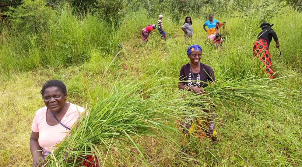 Women harvesting hay to feed to their goats. © WeForest
