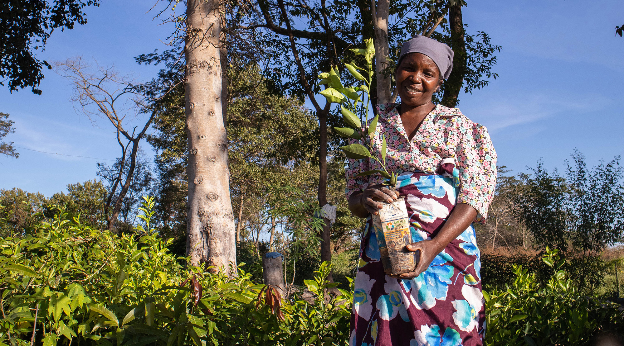 ZMB_KAT_Fieldwork_enrichment seedlings for Katanino grown in Luanshya_WF#798_Mary Siwakwi_4_20200501_©Mulako_WeForest