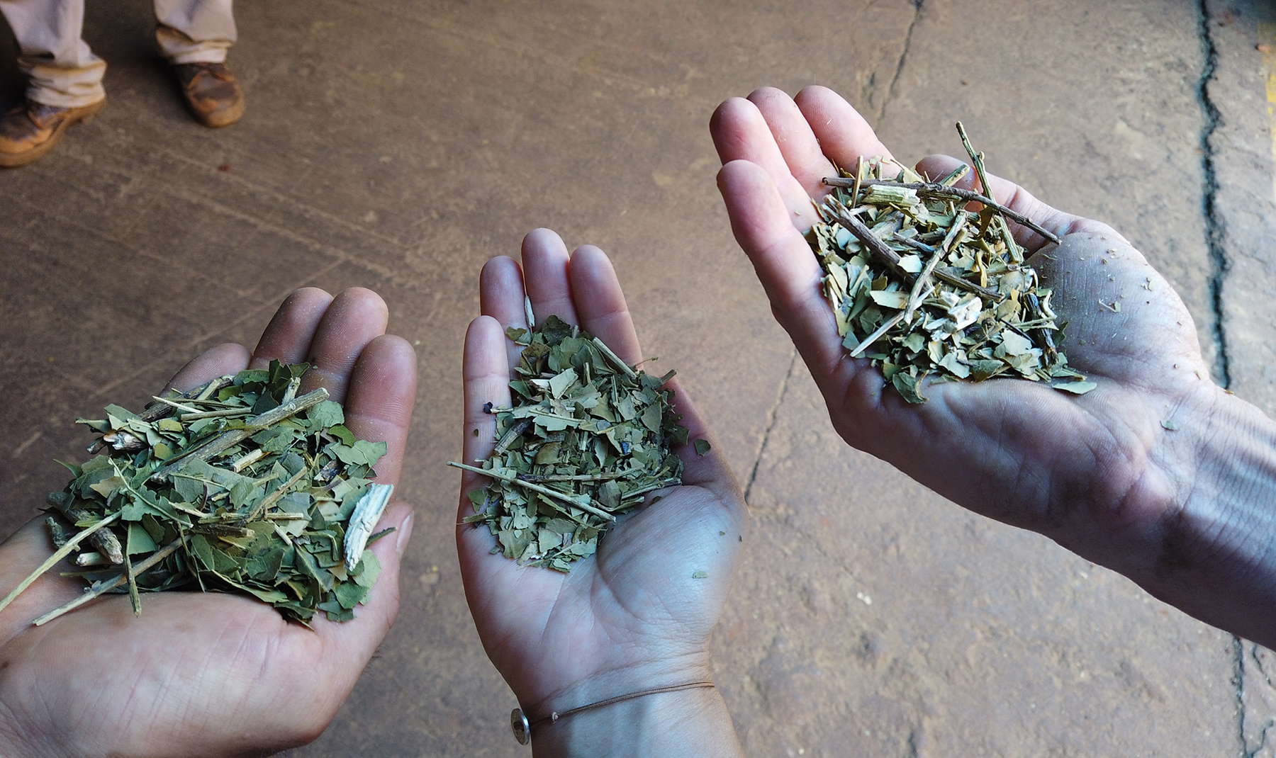 Agriculture here is mainly dominated by perennial crops, particularly yerba mate. It comes from the naturally caffeinated leaves of a native species of holly tree, Ilex paraguariensis, originating from the Atlantic Forest.