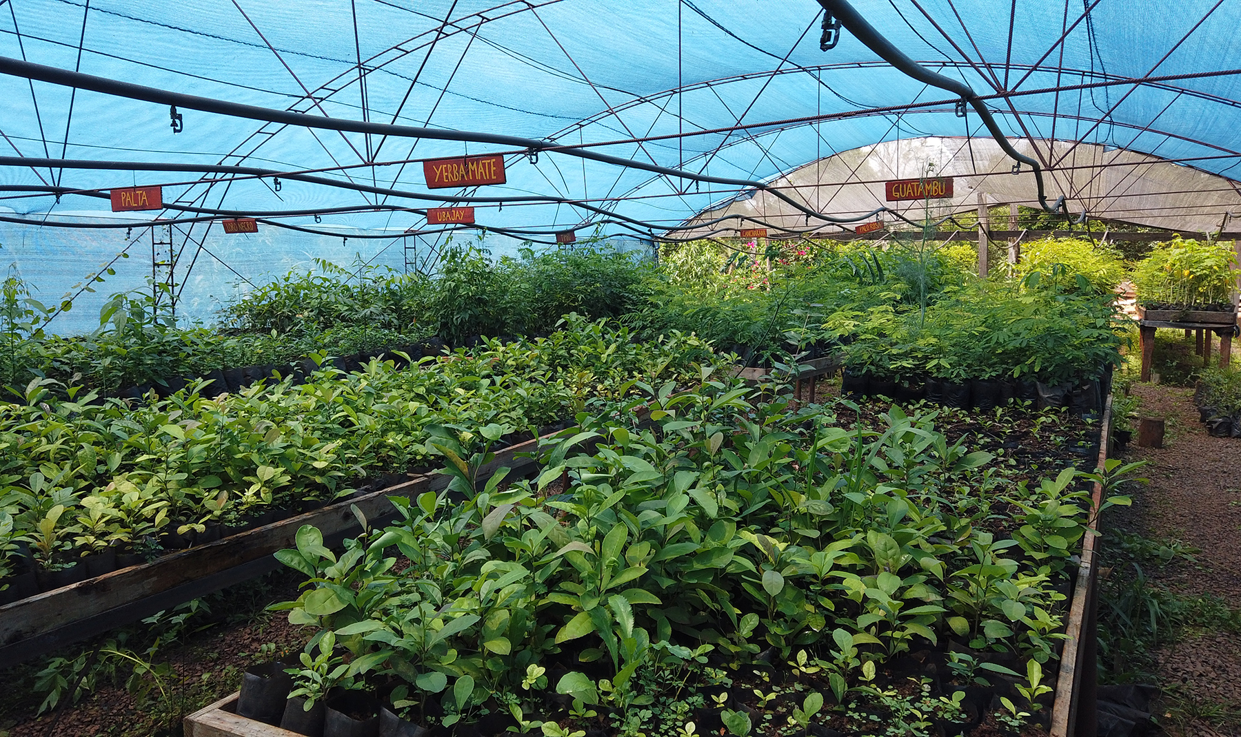 Three nurseries will provide the 20 native species for the active planting and agroforestry, and experimental plots will demonstrate the increased output of agroforestry systems.