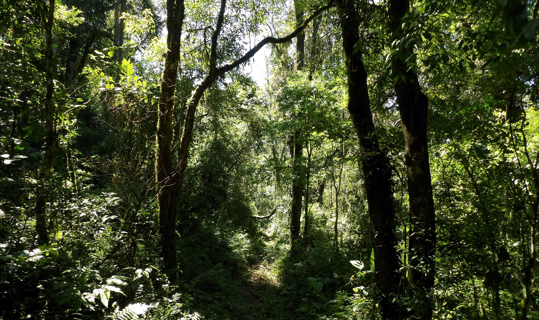 This type of forest is known as Seasonal Semideciduous Forest (SSF), characterized by partial deciduousness during the dry season (usually from April to September). It’s the same type of forest as in our Pontal project.