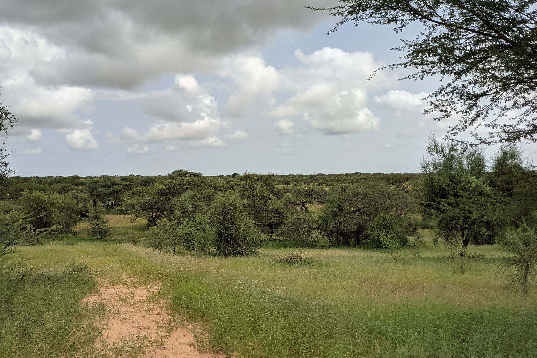 Ferlo is known for its large nature reserves which served as shields to slow down the advance of the agricultural fronts. The region has seen a steep decline of its fauna which are now limited to a few protected areas.