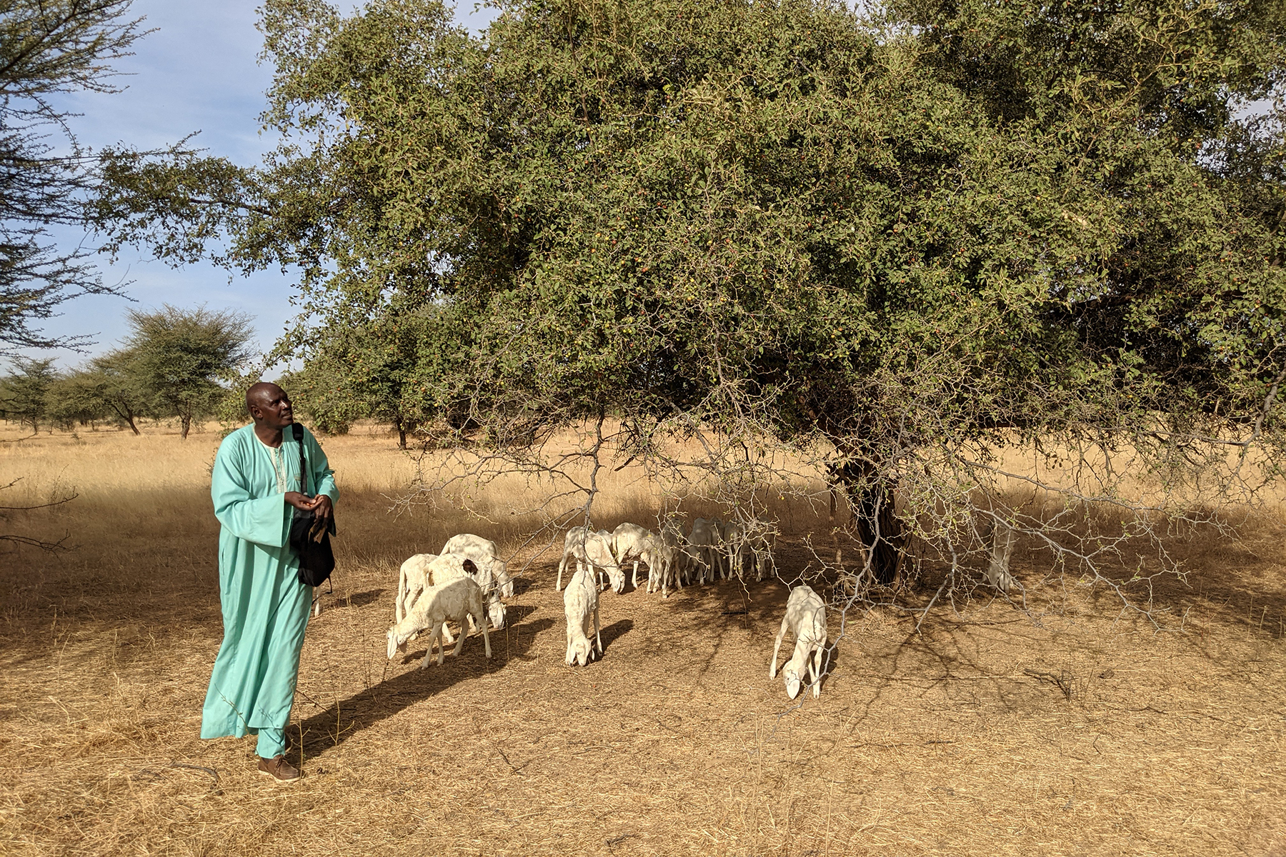 In the past the people moved with their livestock from one grazing ground to another in a seasonal cycle. However, more and more people settle down more permanently around boreholes, increasing pressure on the natural resources.